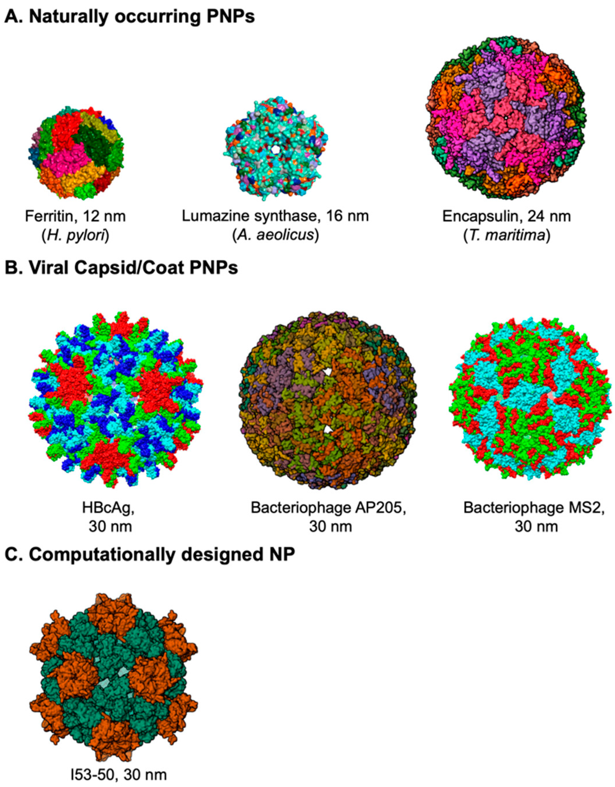 Viruses 16 00936 g001