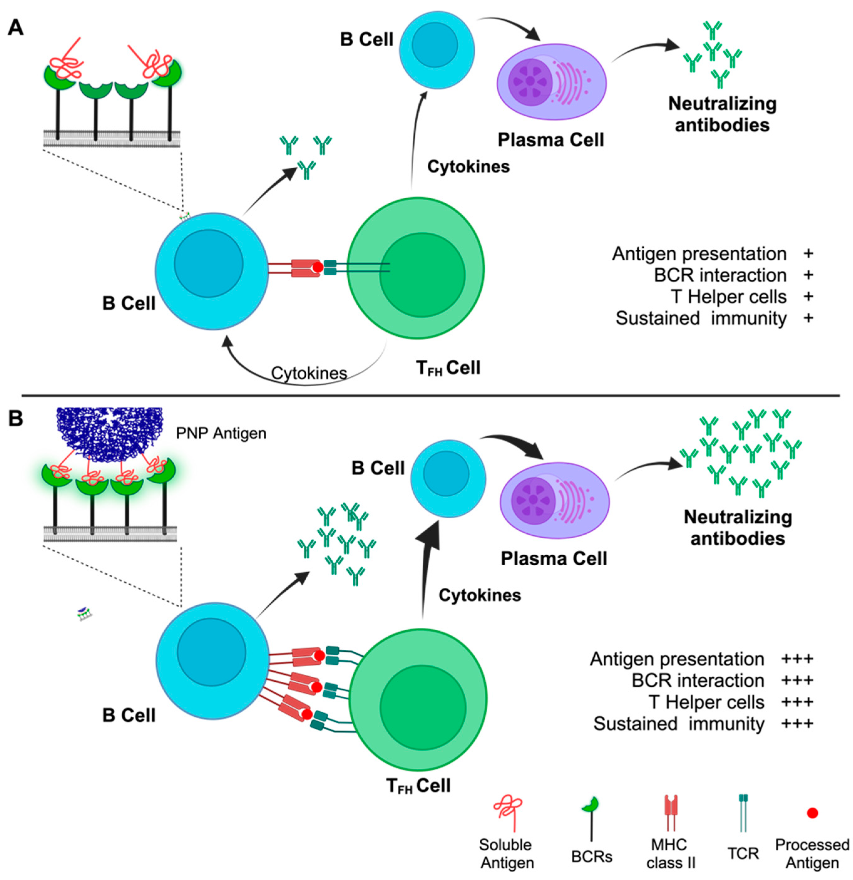 Viruses 16 00936 g002