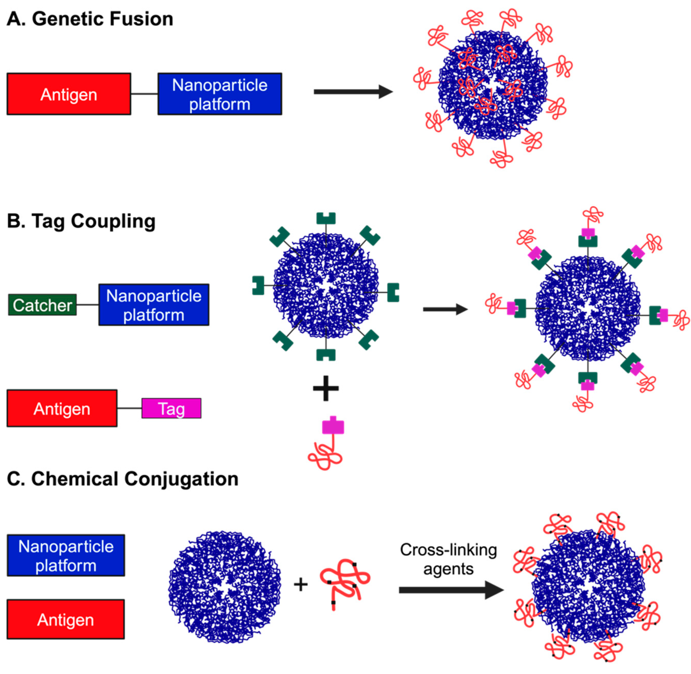 Viruses 16 00936 g003
