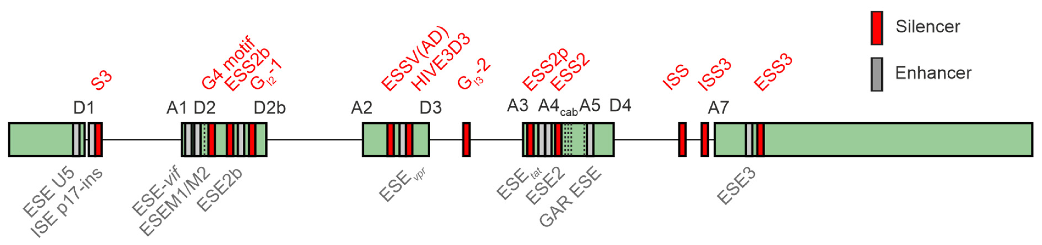 Viruses 16 00938 g006