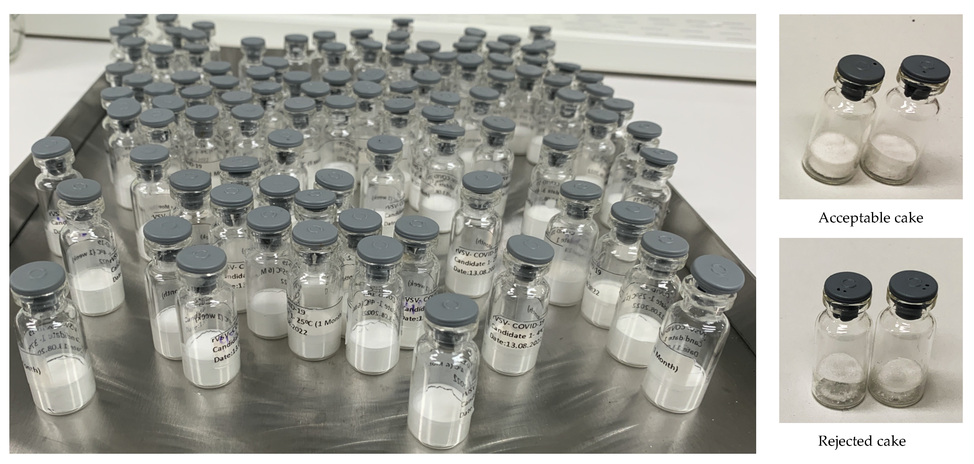 Viruses 16 00942 g006