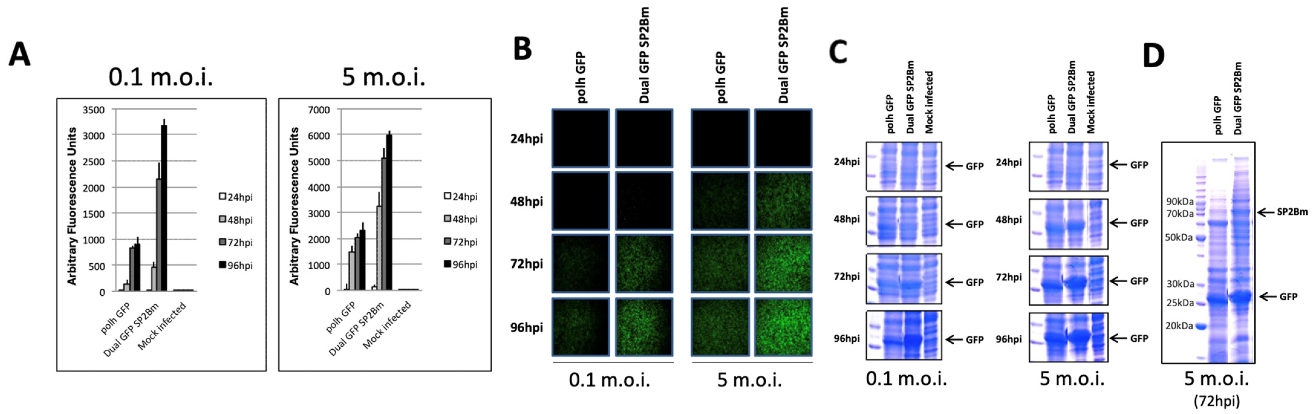 Viruses 16 00944 g004