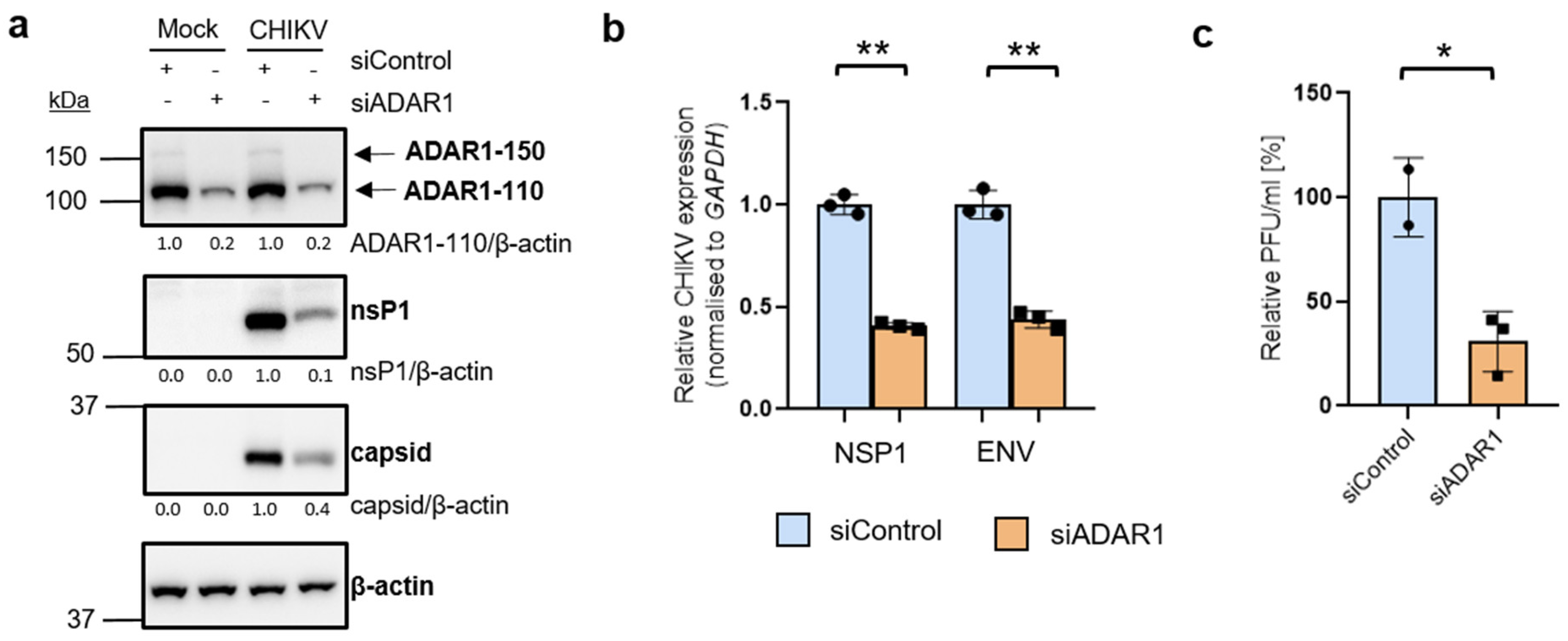 Viruses 16 00945 g003