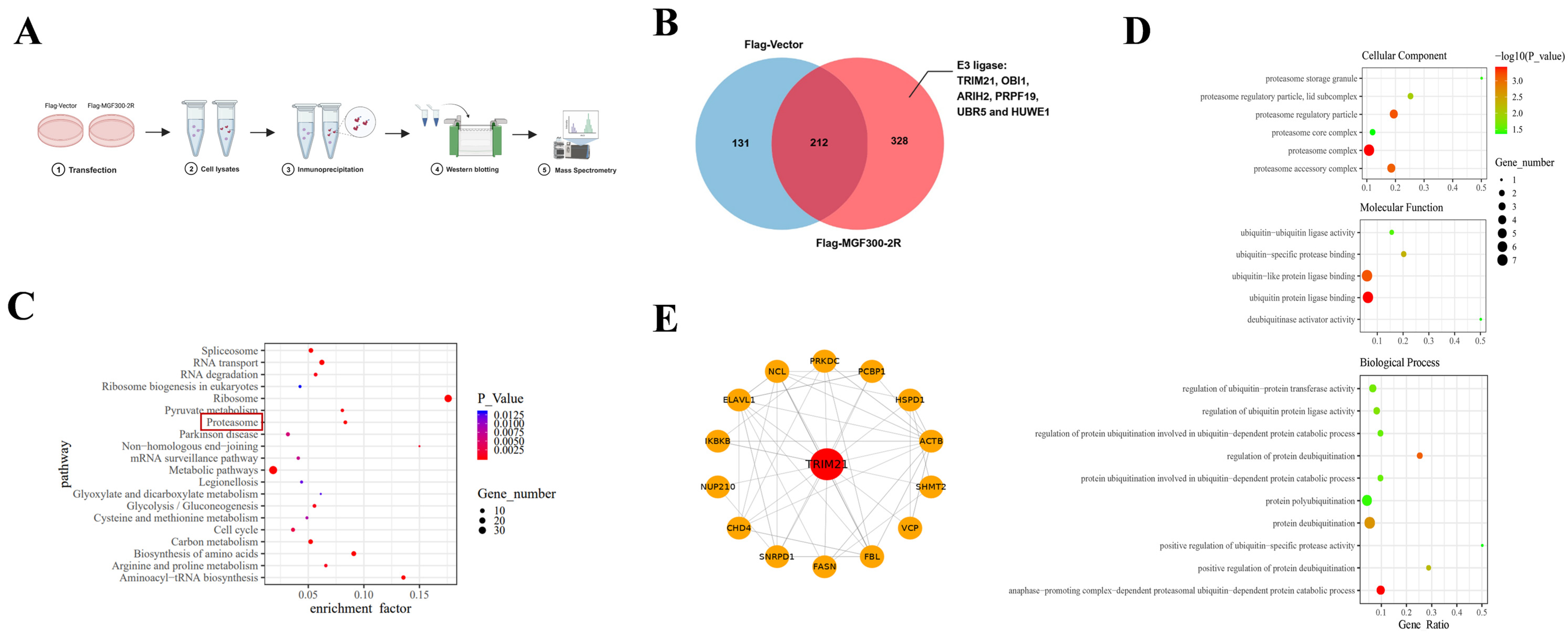 Viruses 16 00949 g001