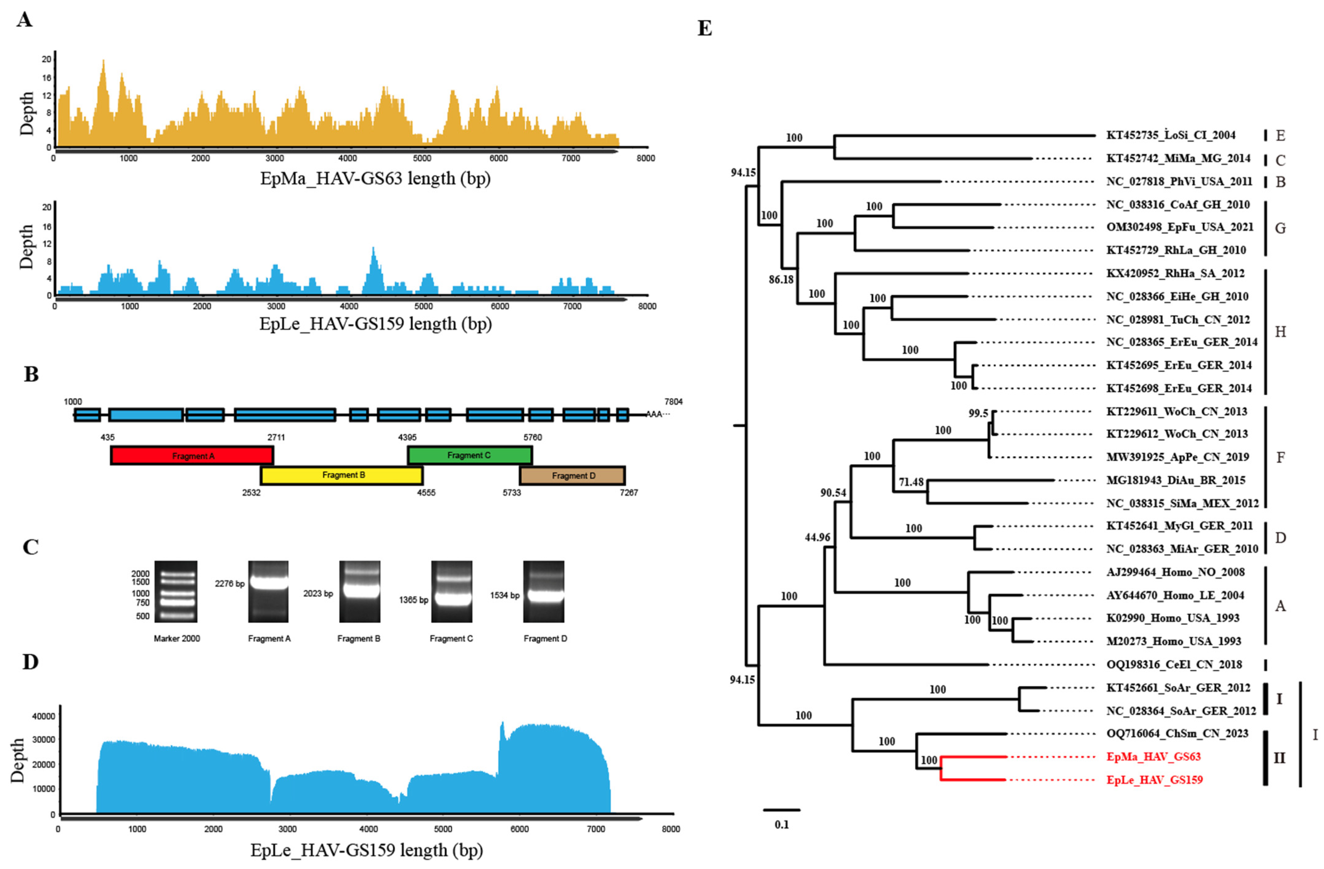 Viruses 16 00969 g002