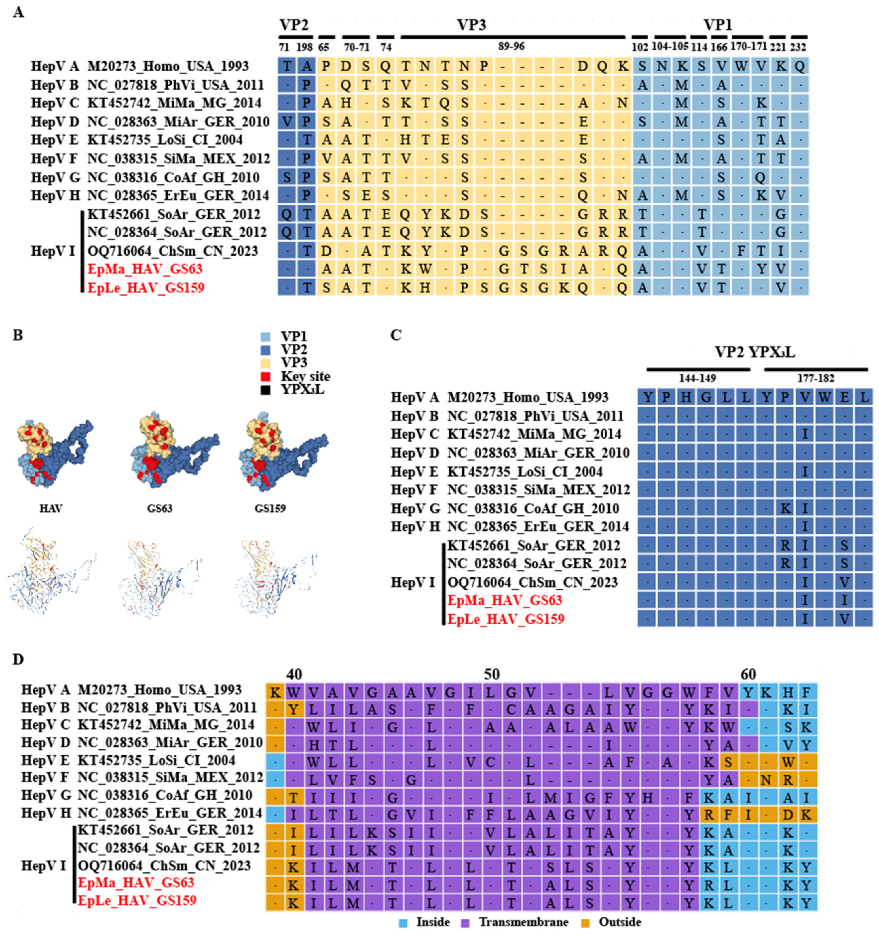 Viruses 16 00969 g005
