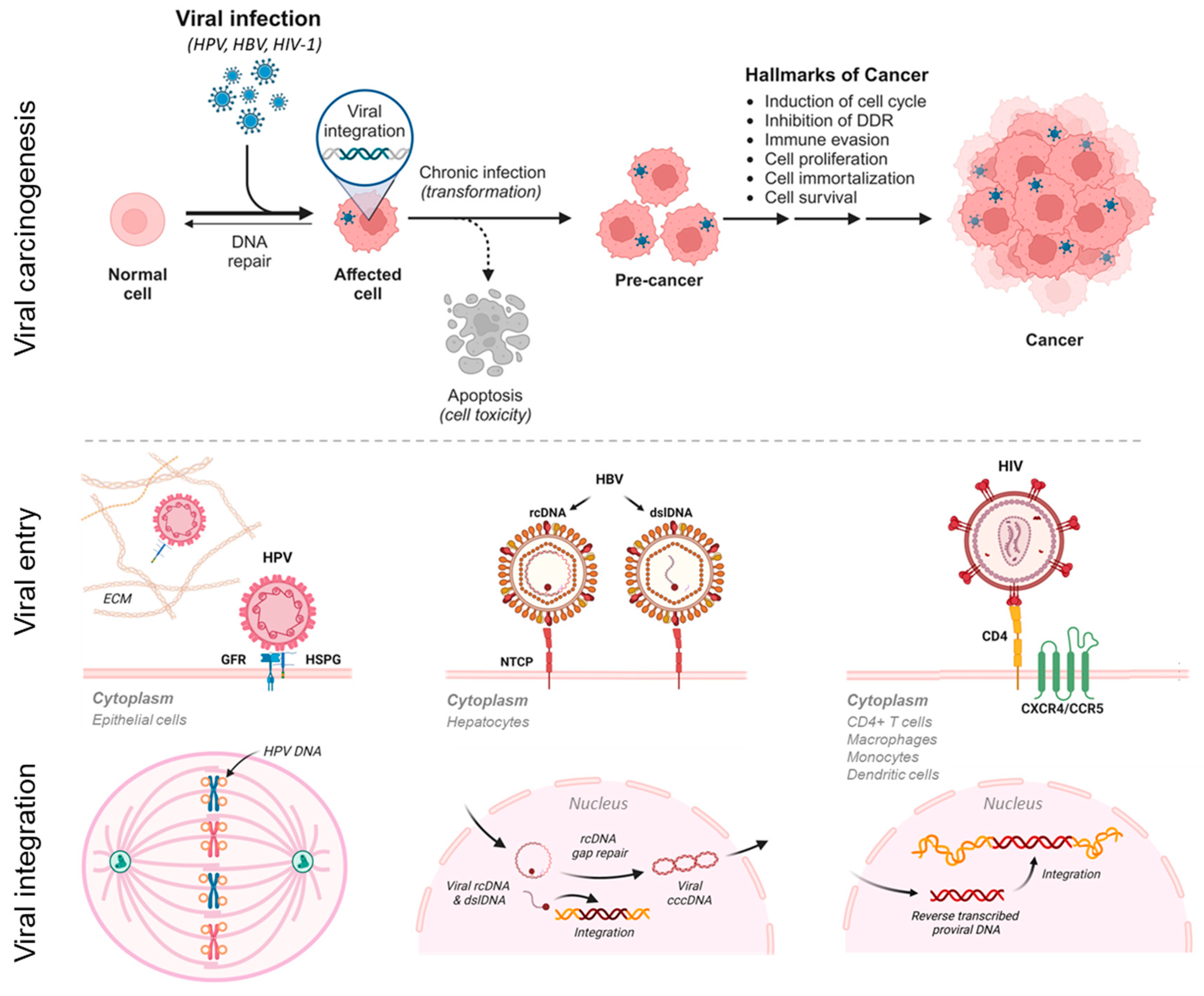 Viruses 16 00975 g001