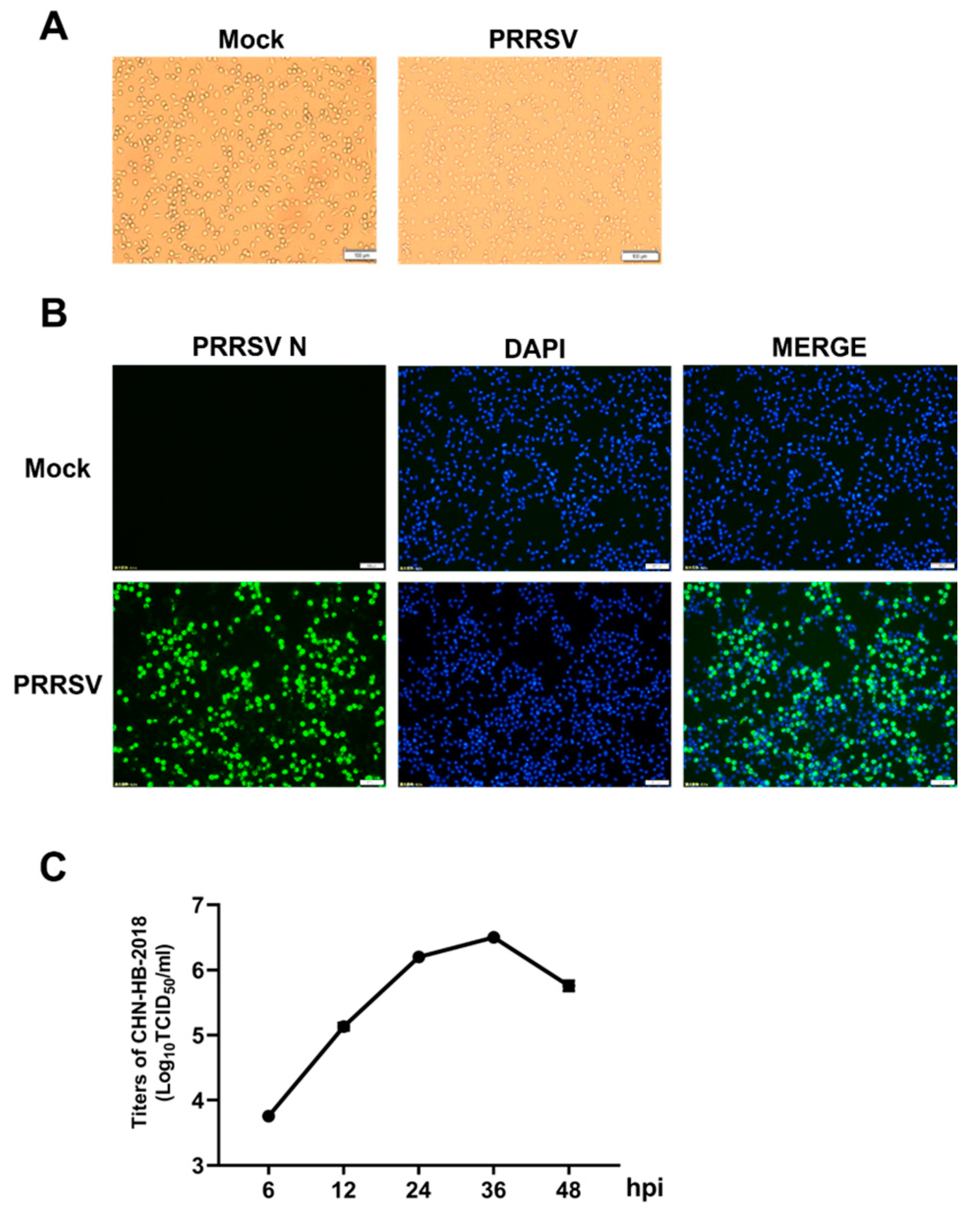 Viruses 16 00993 g002