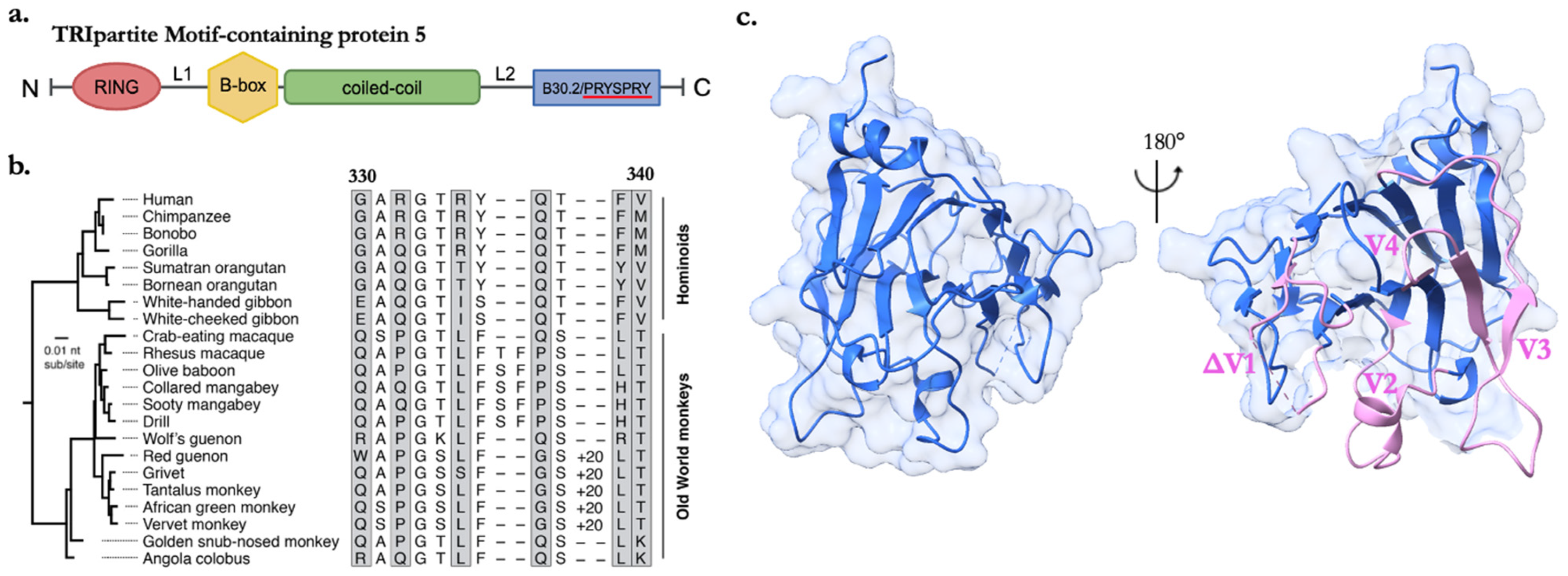 Viruses 16 00997 g001