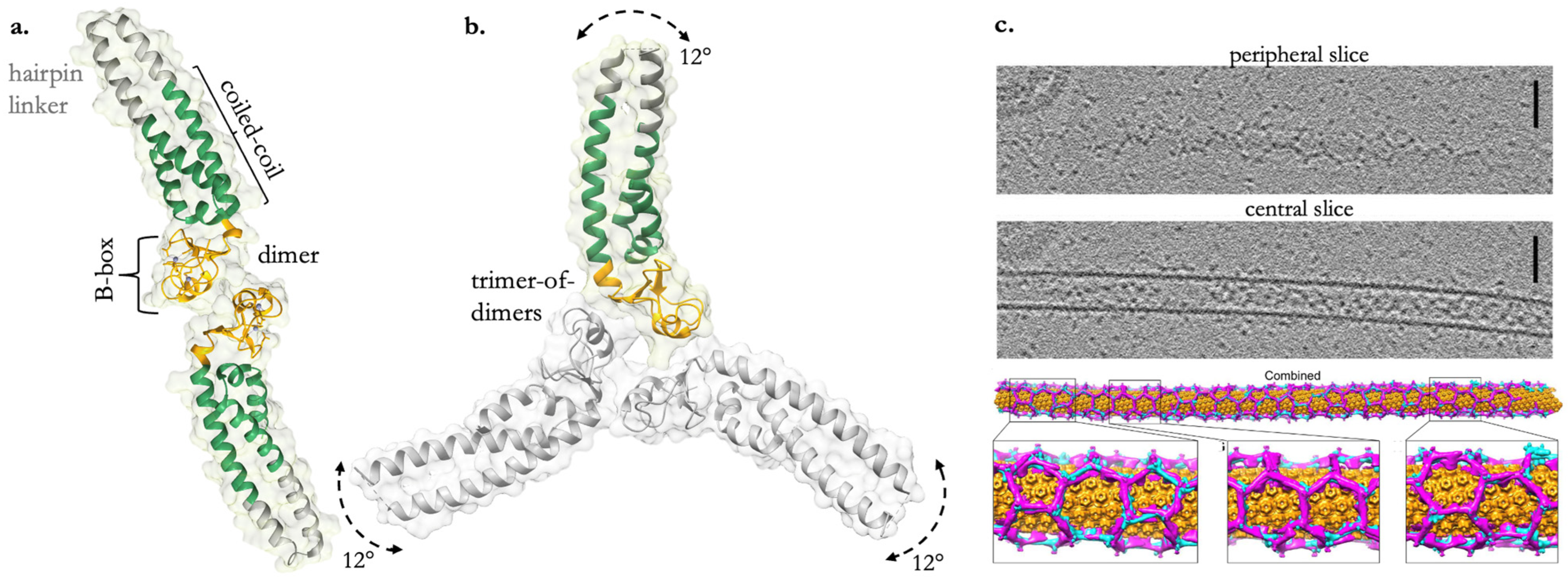 Viruses 16 00997 g002