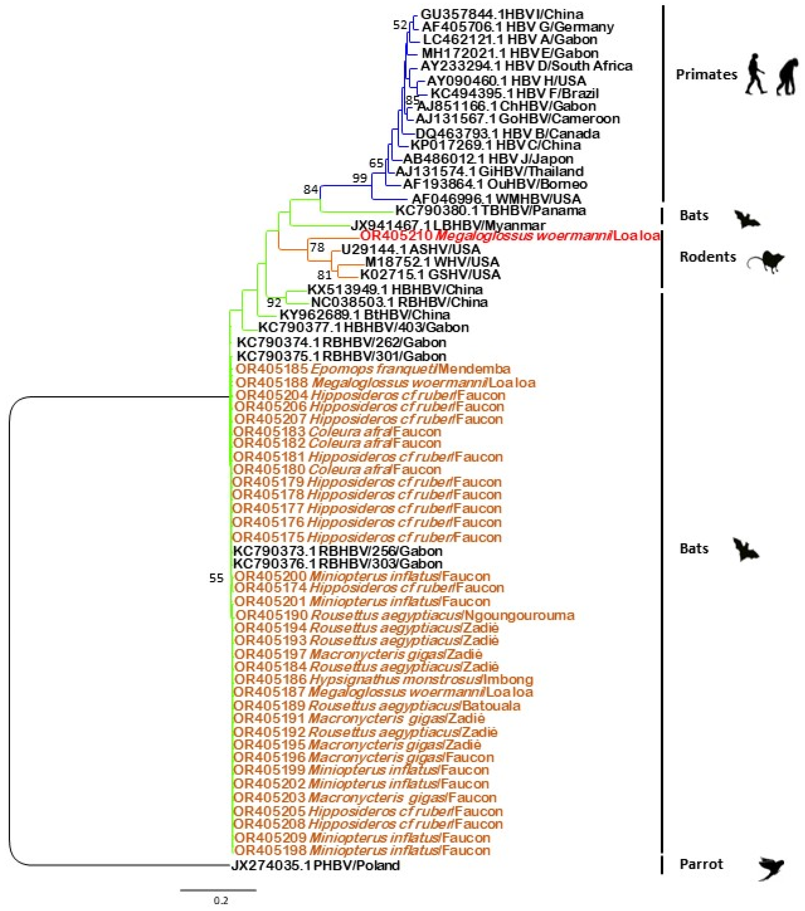Viruses 16 01015 g004