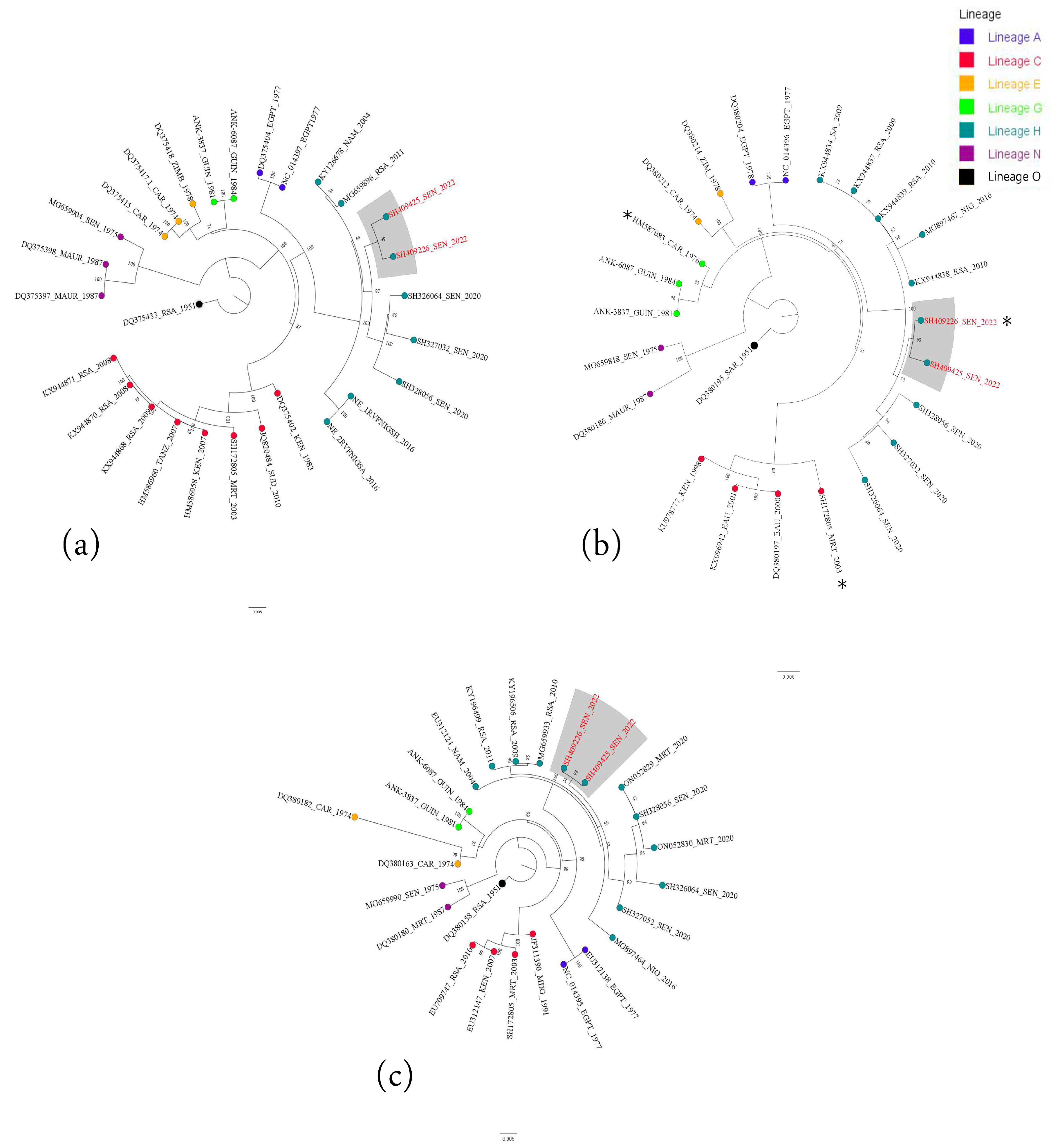 Viruses 16 01018 g002