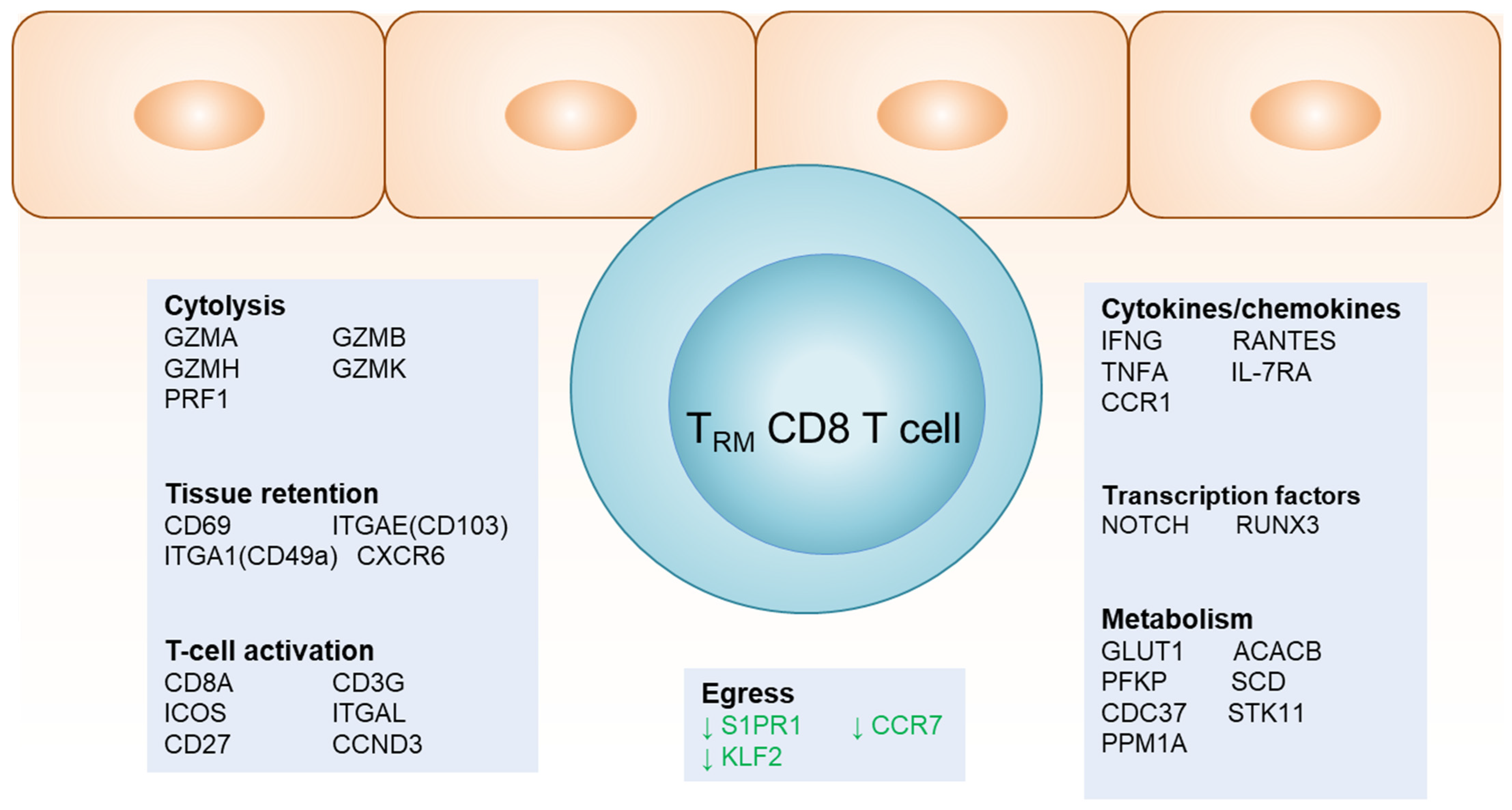 Viruses 16 01019 g001 Viruses 16 01019 g001
