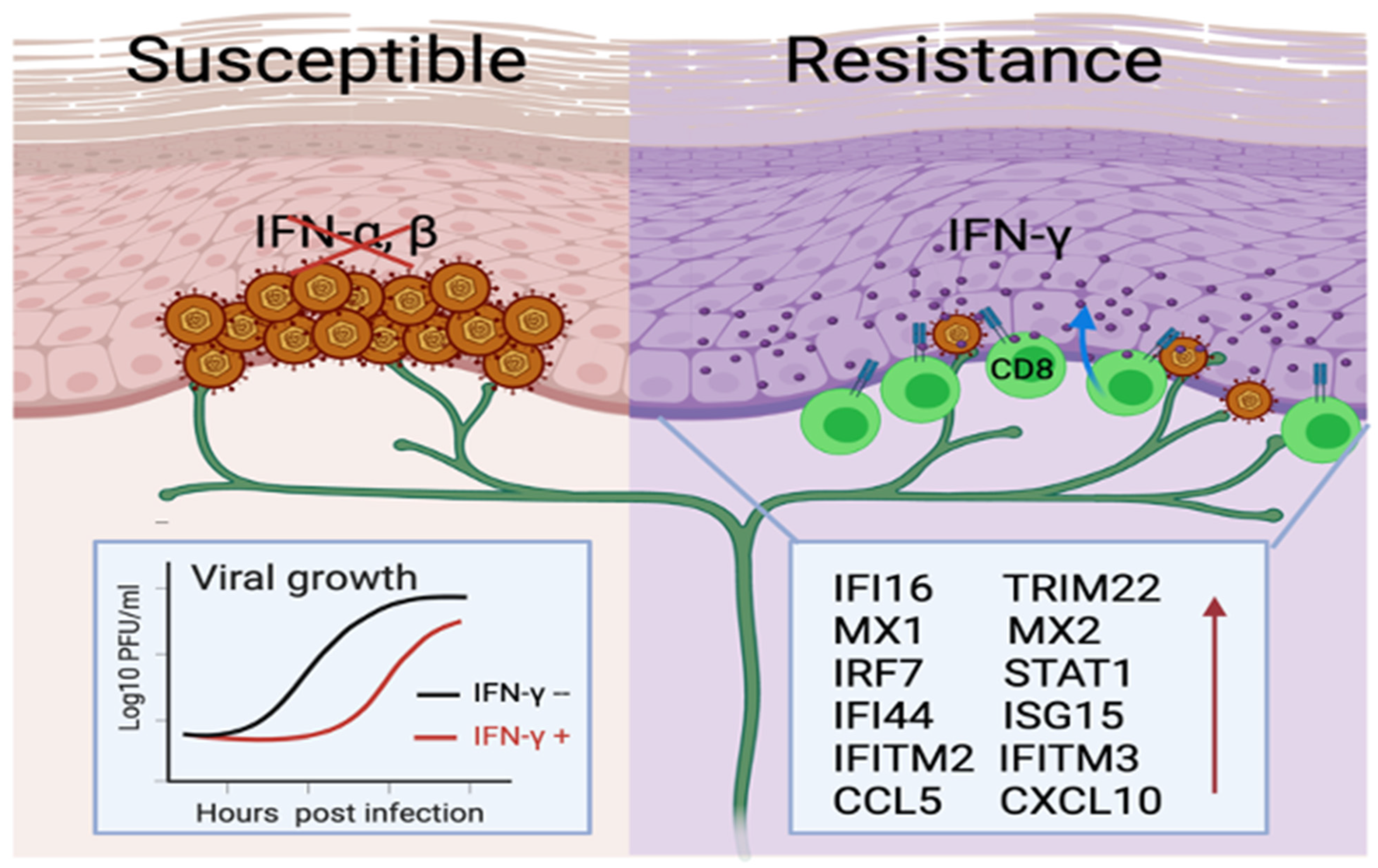 Viruses 16 01019 g002 Viruses 16 01019 g002