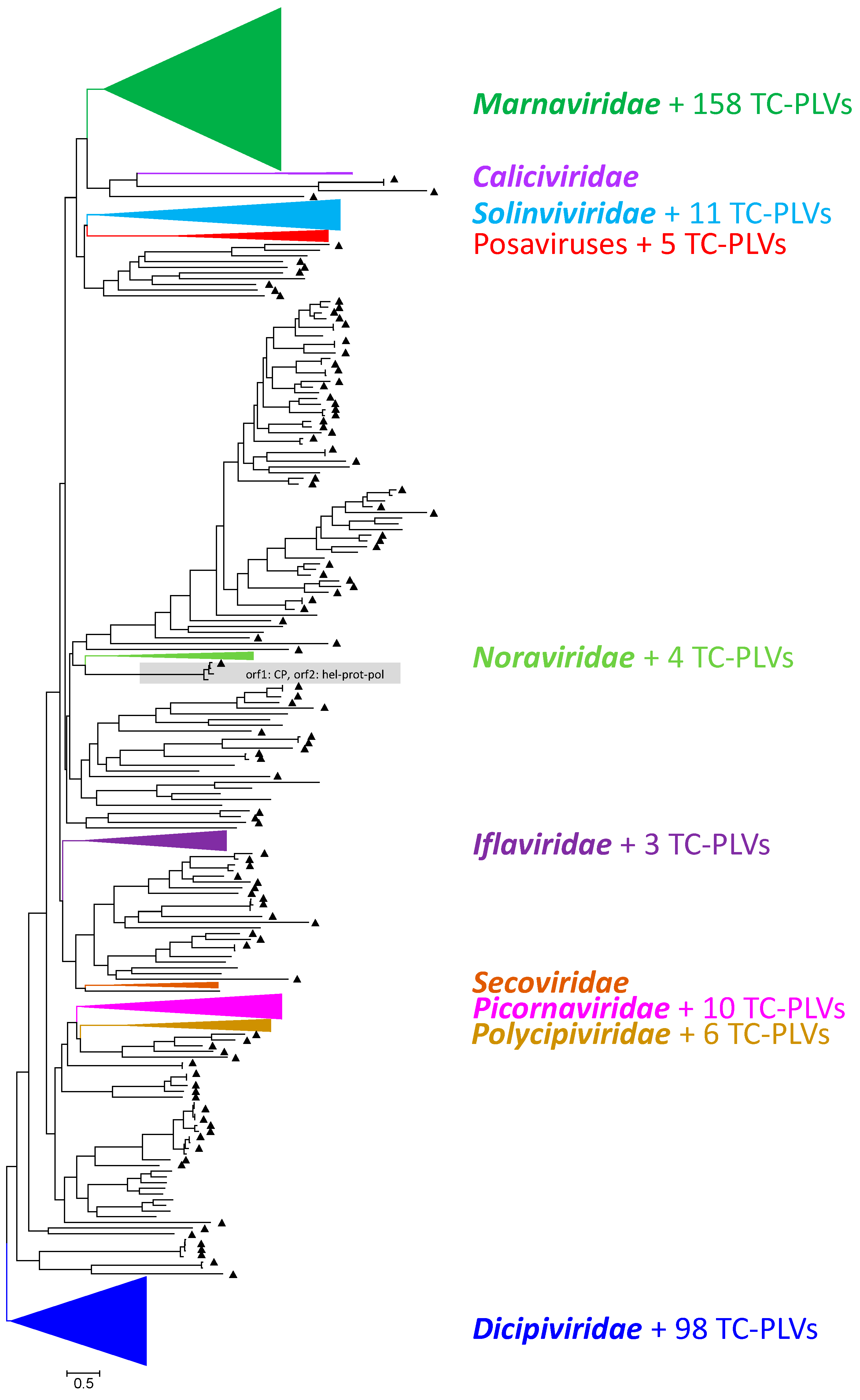 Viruses 16 01020 g002
