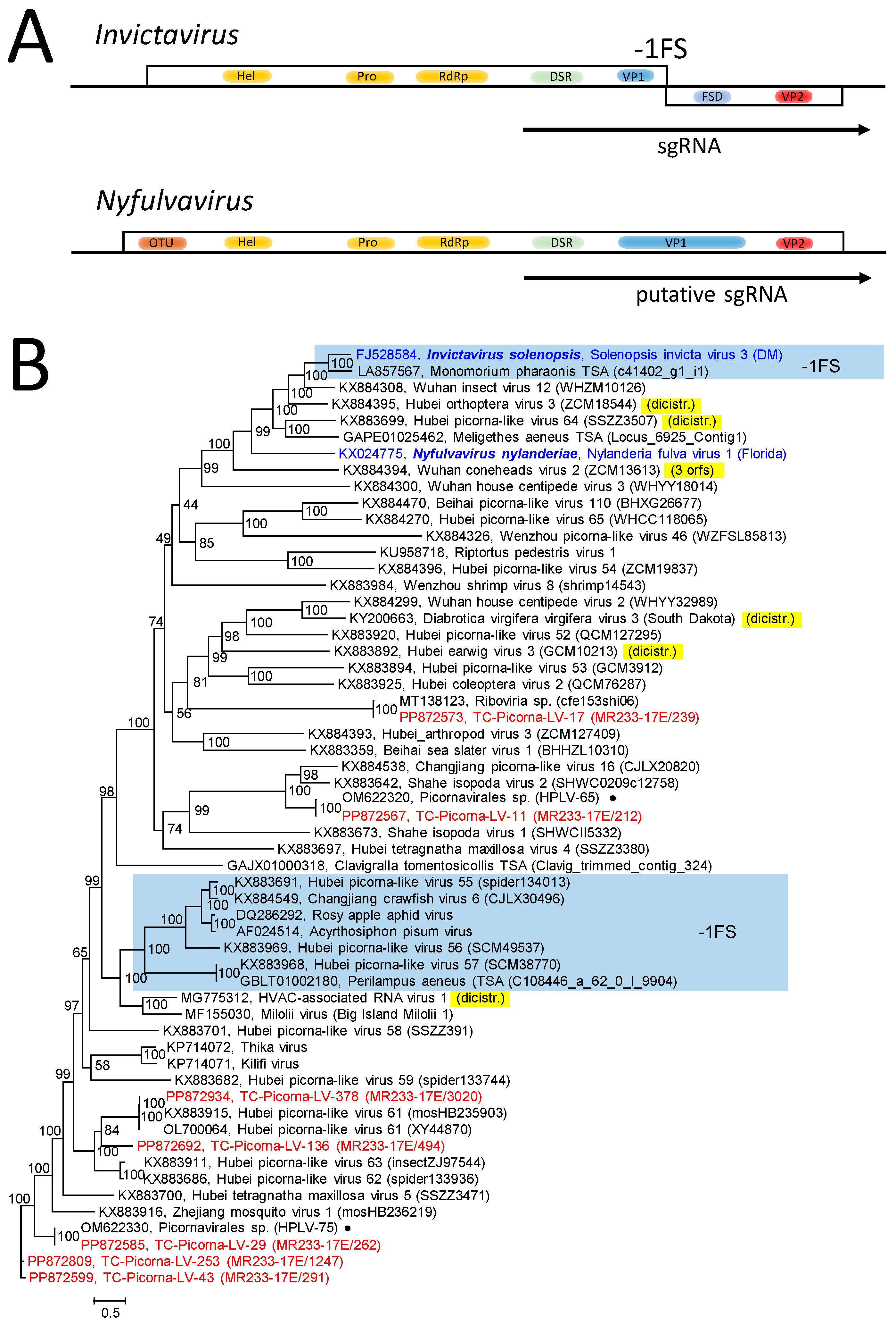 Viruses 16 01020 g003