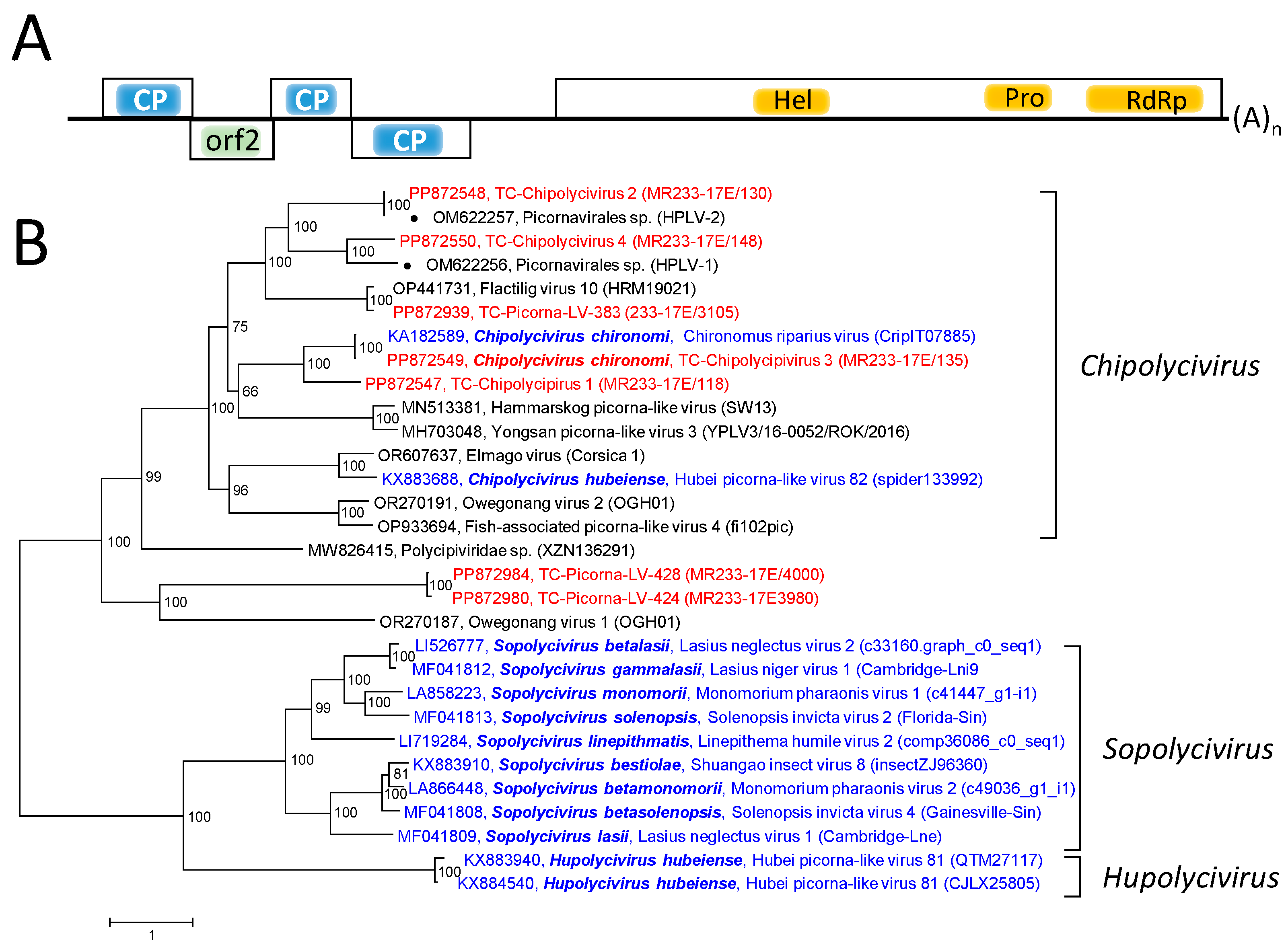 Viruses 16 01020 g004