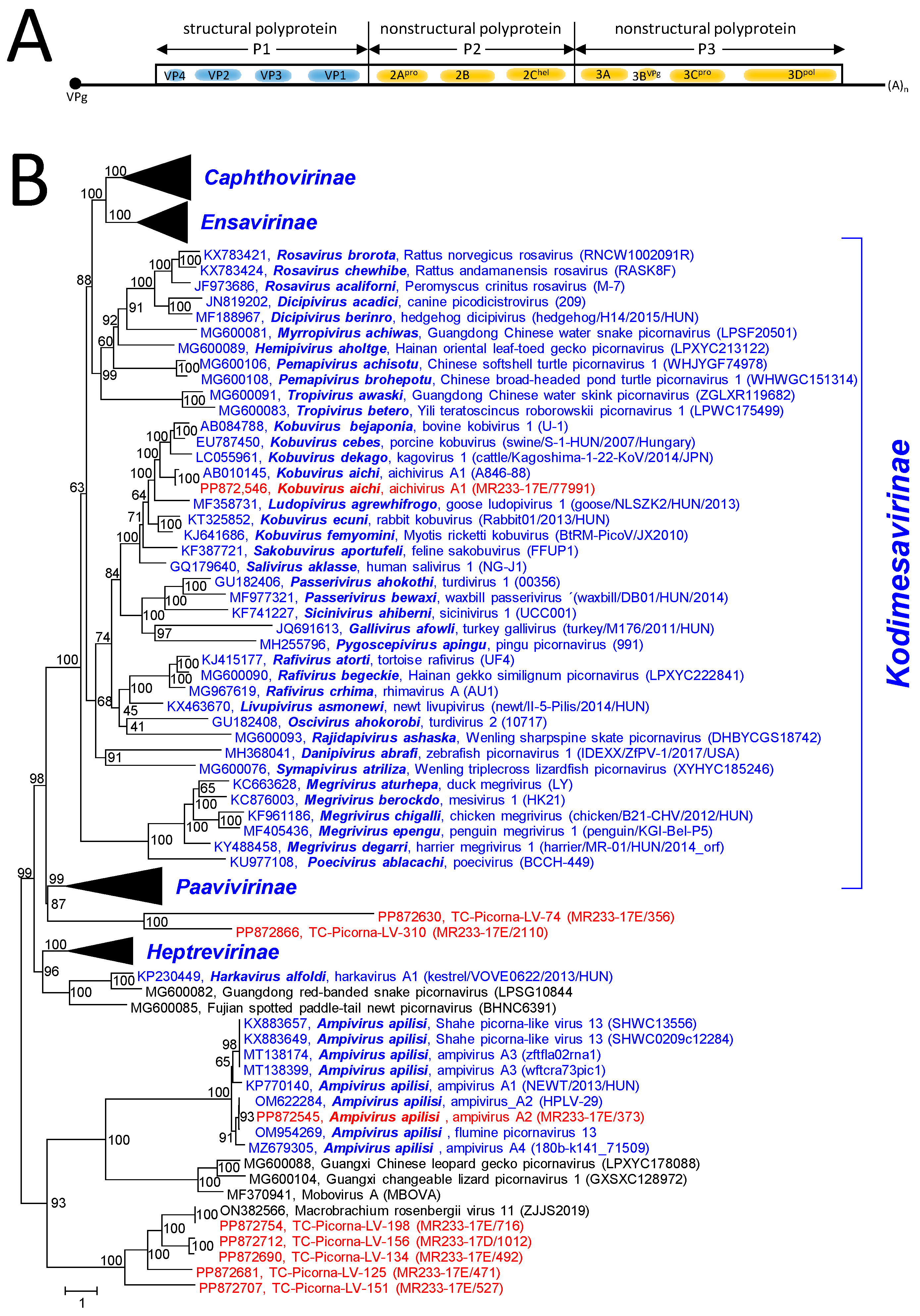 Viruses 16 01020 g005