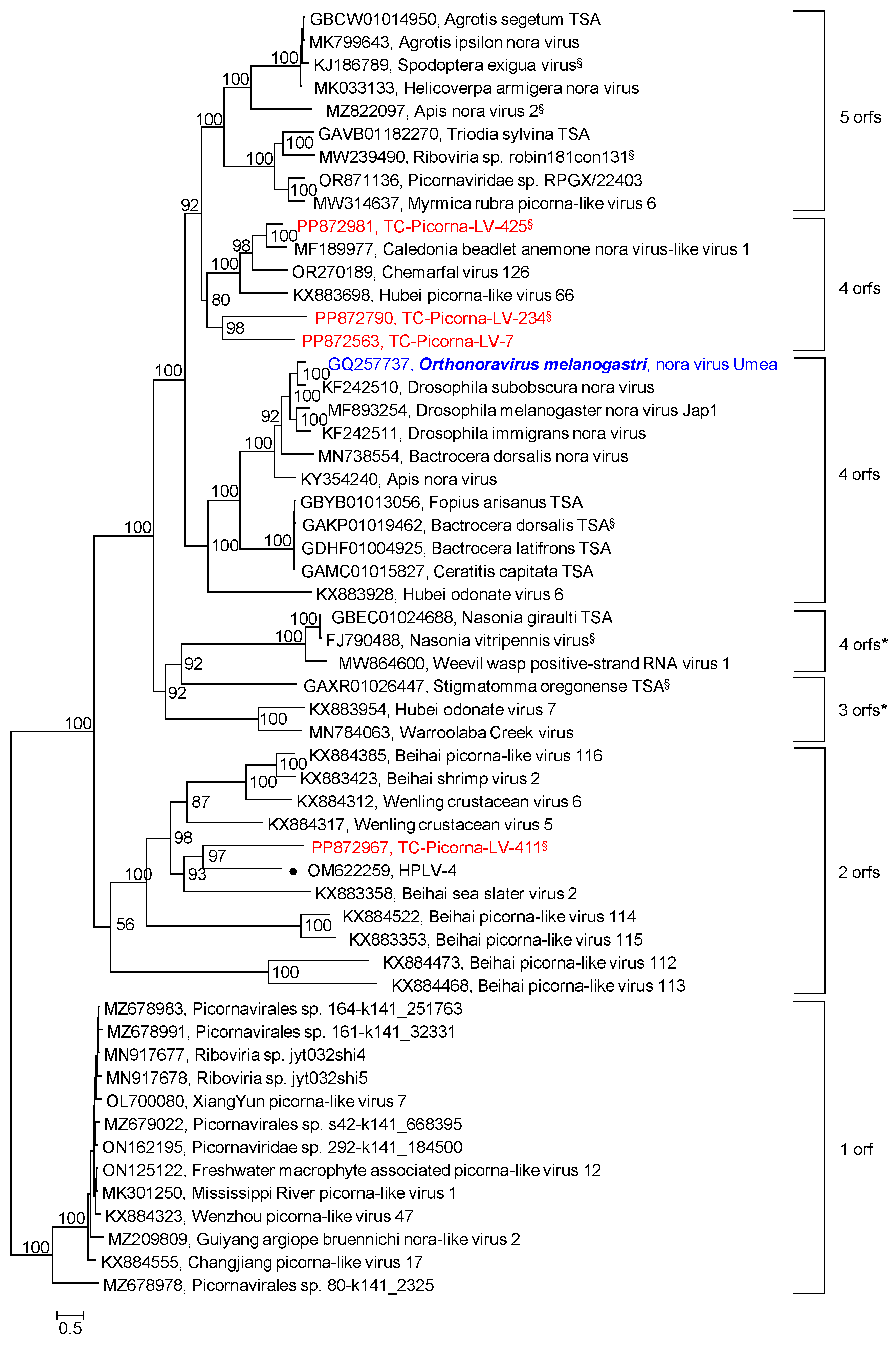 Viruses 16 01020 g006