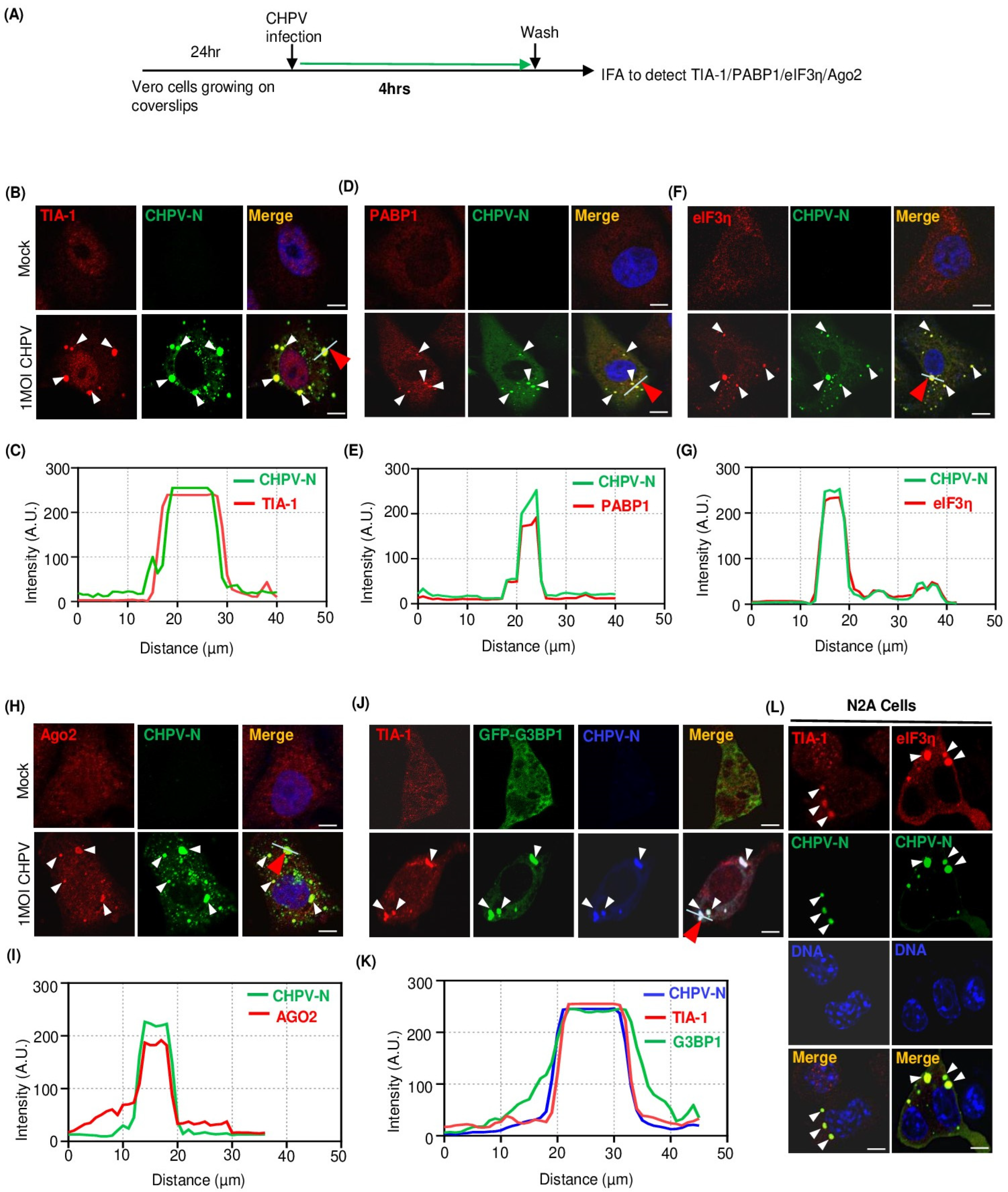 Viruses 16 01027 g002