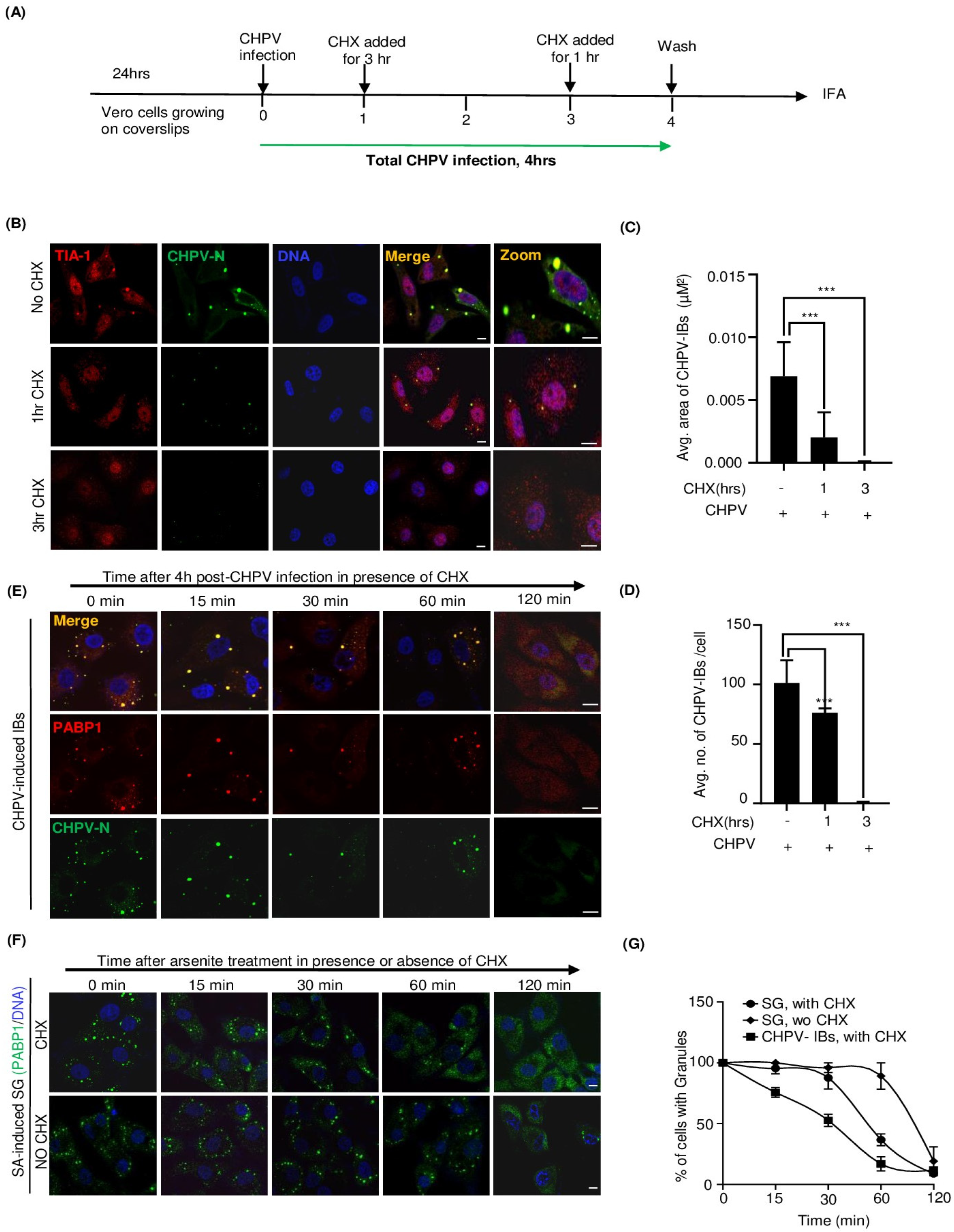 Viruses 16 01027 g003