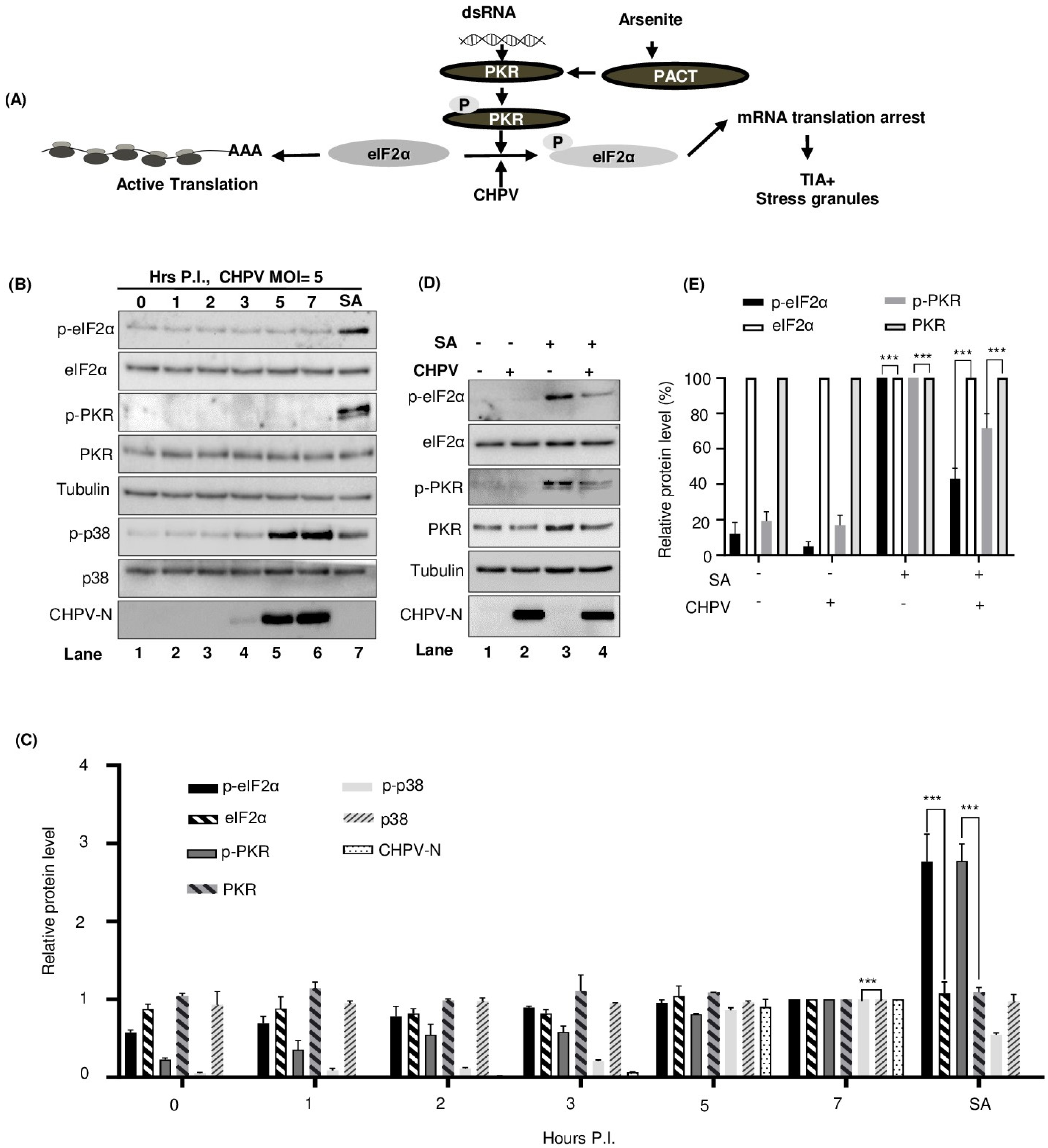 Viruses 16 01027 g006