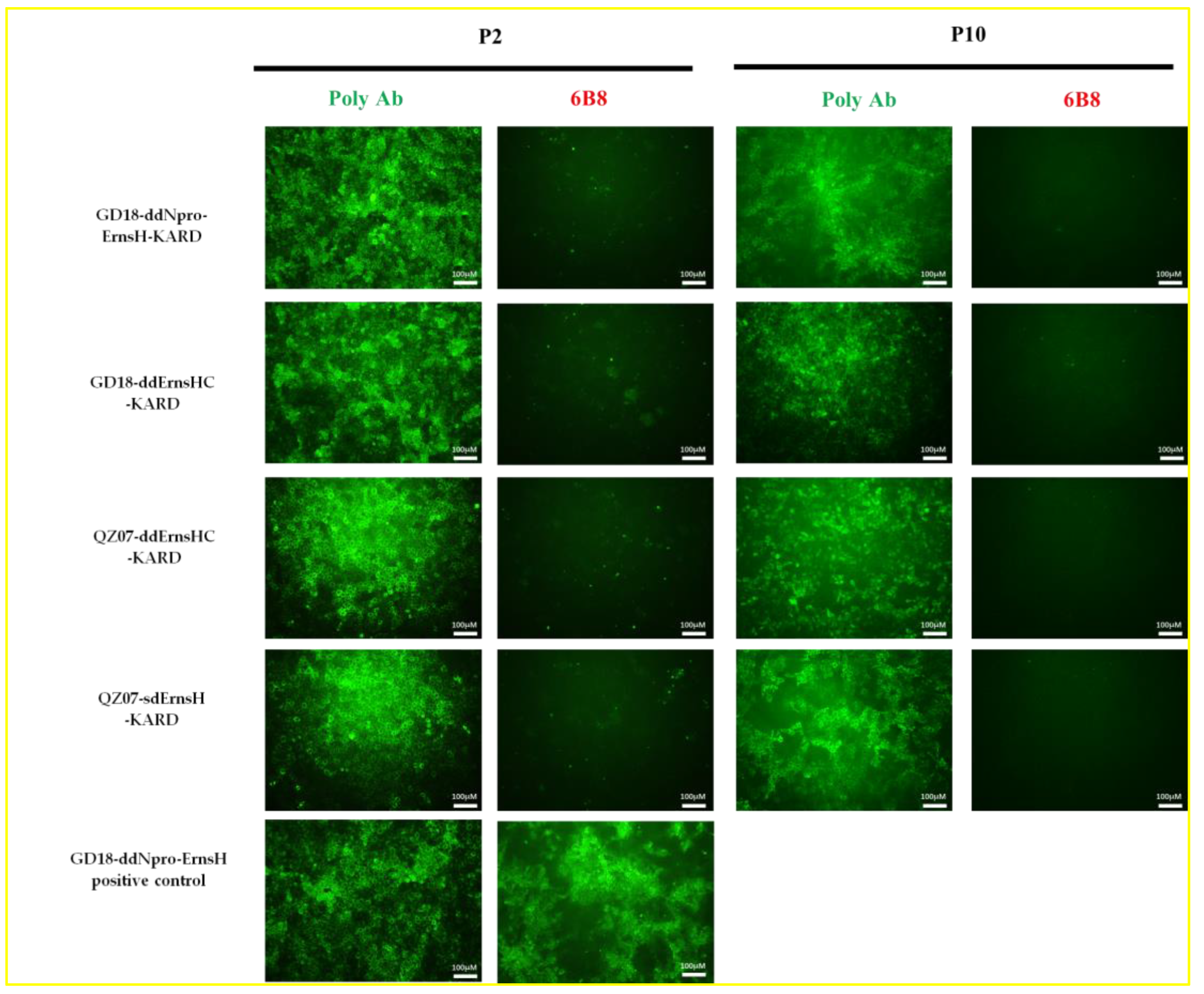 Viruses 16 01043 g002