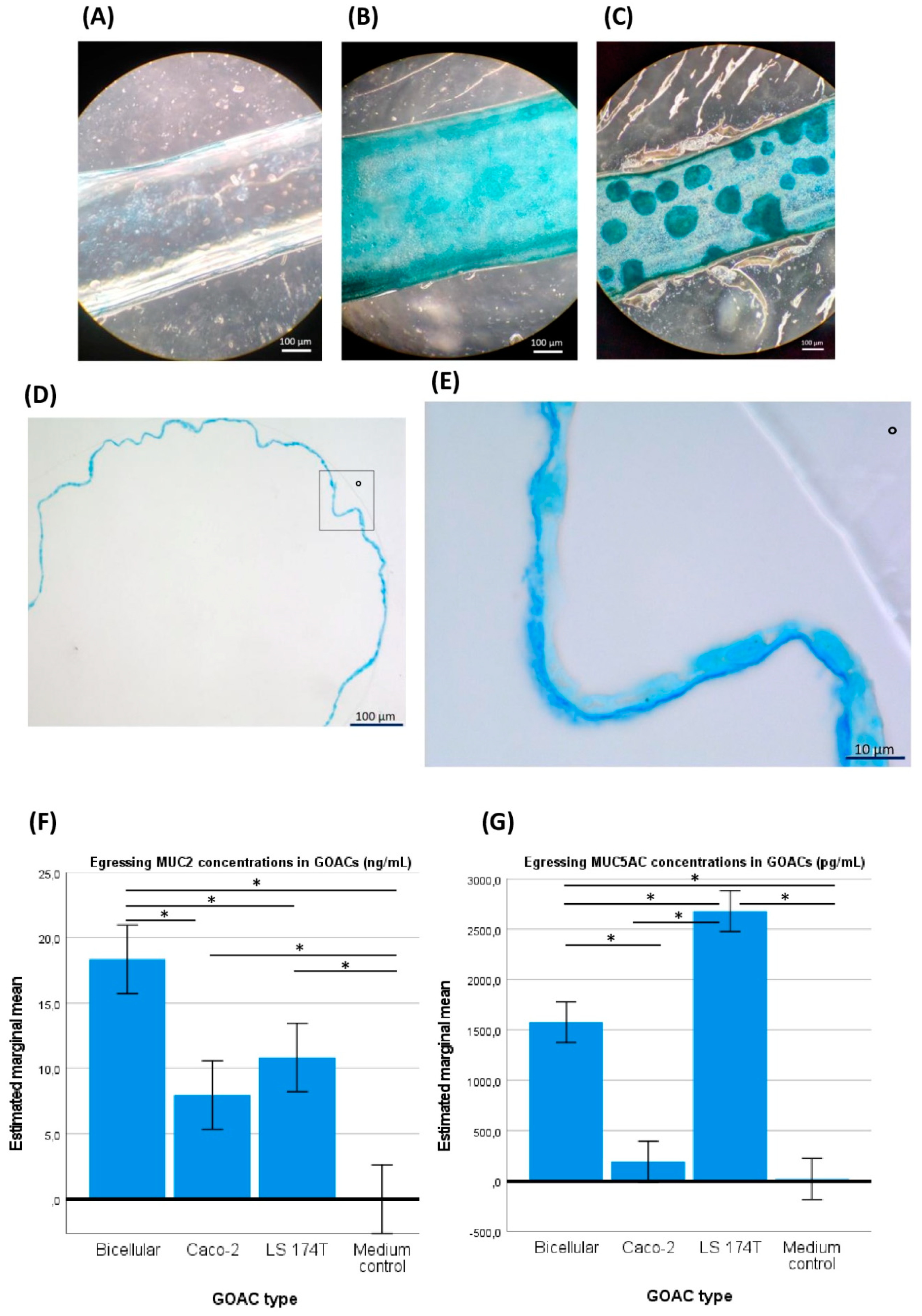 Viruses 16 01047 g002