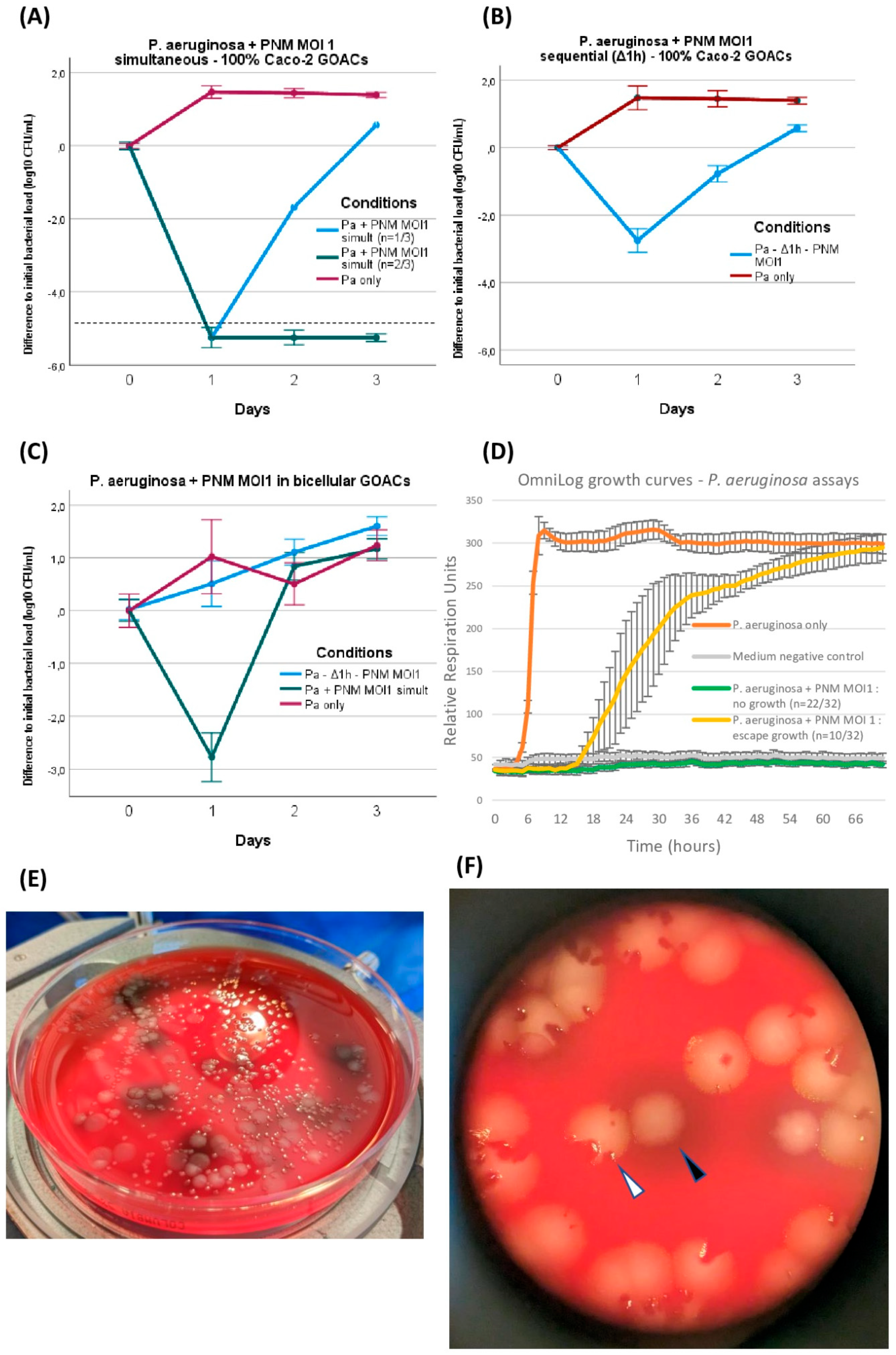 Viruses 16 01047 g004