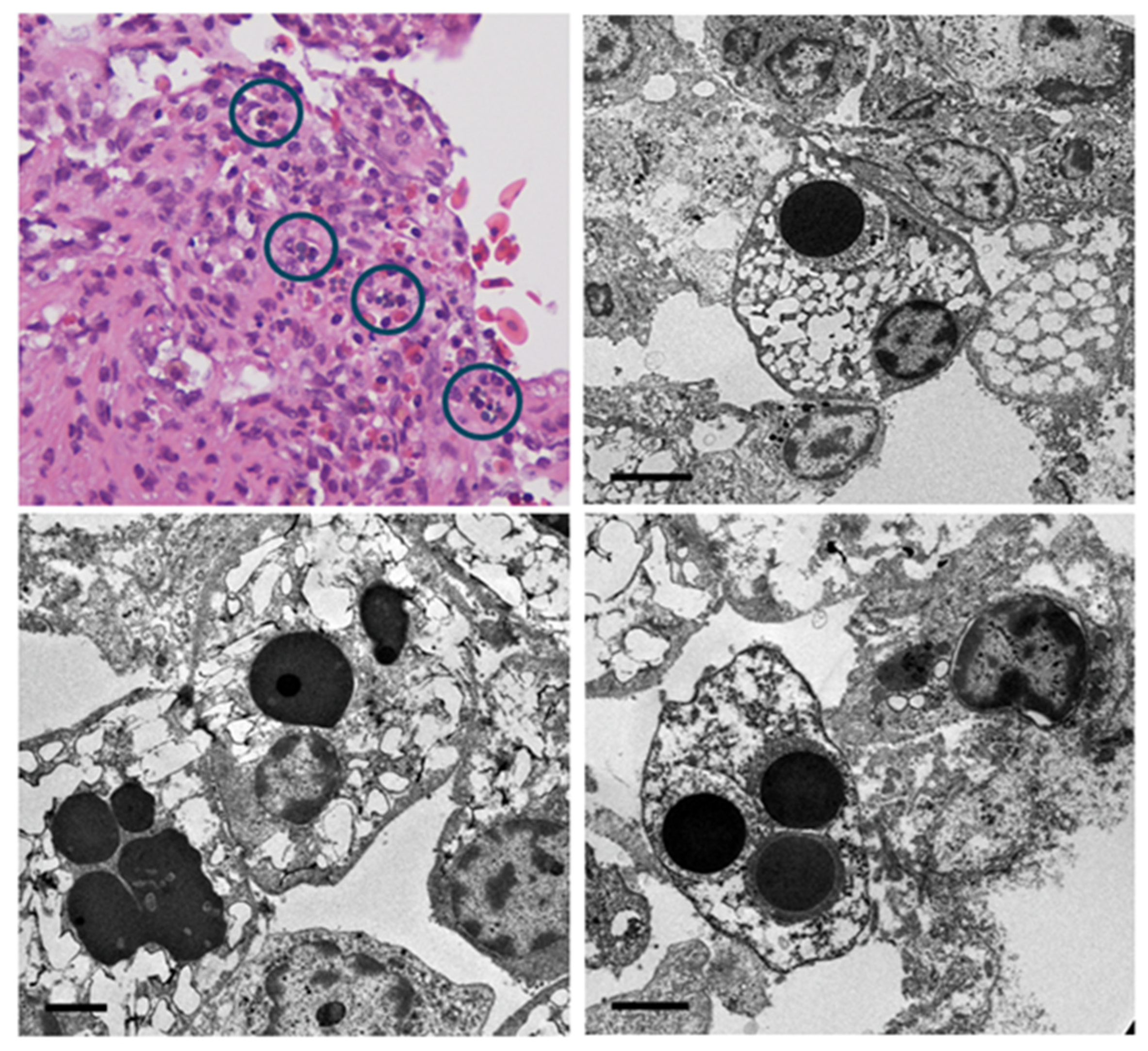 Viruses 16 01053 g003