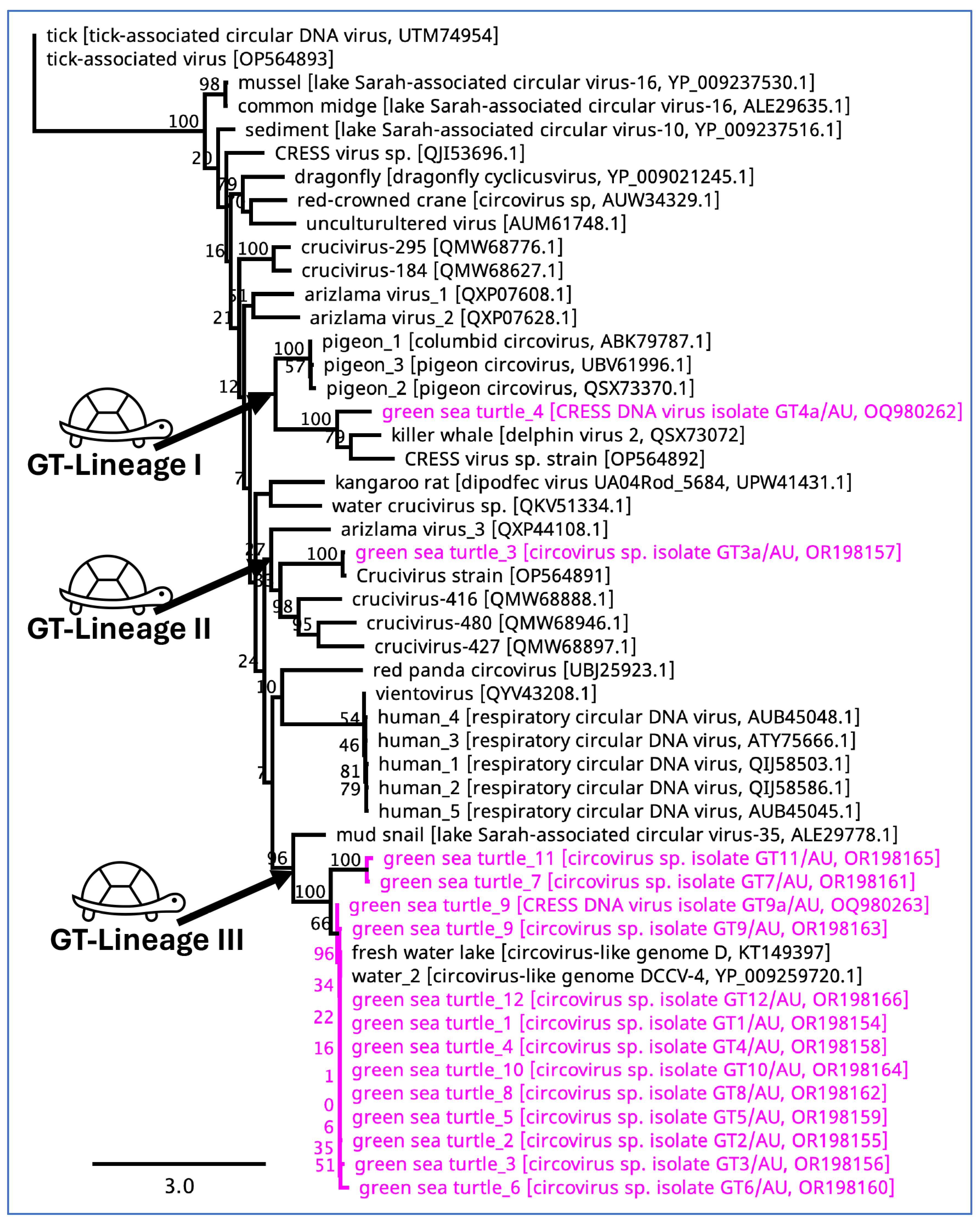 Viruses 16 01053 g007