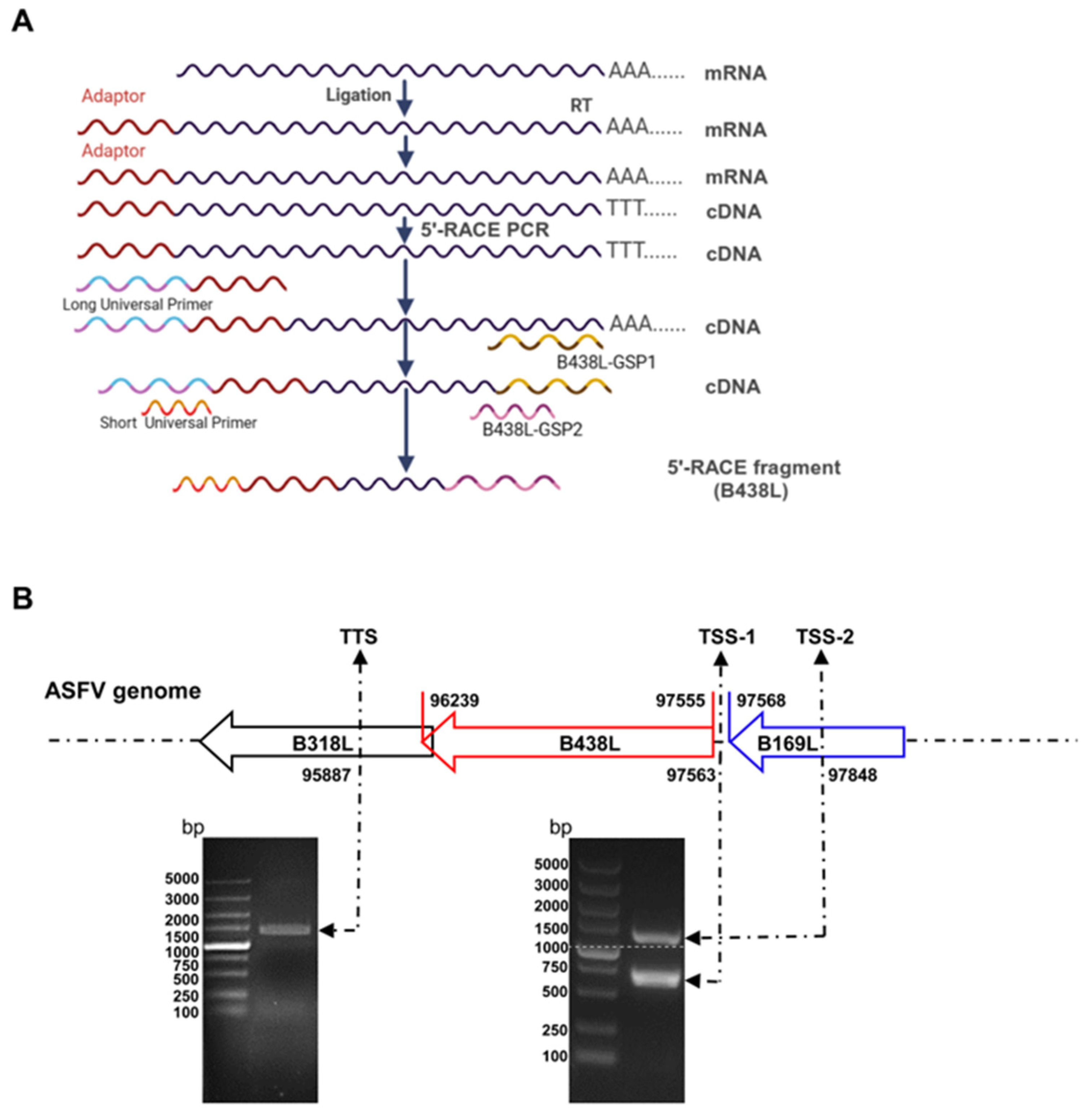 Viruses 16 01058 g001
