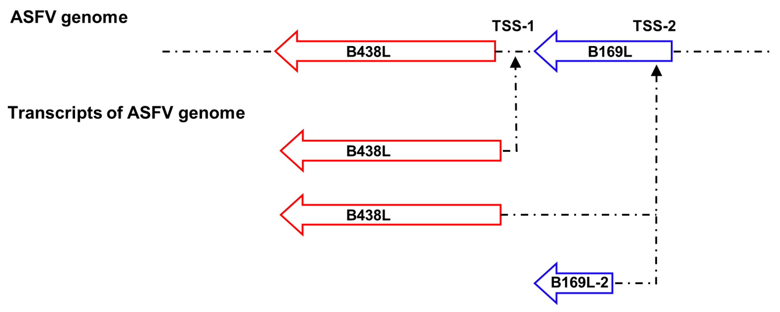 Viruses 16 01058 g006