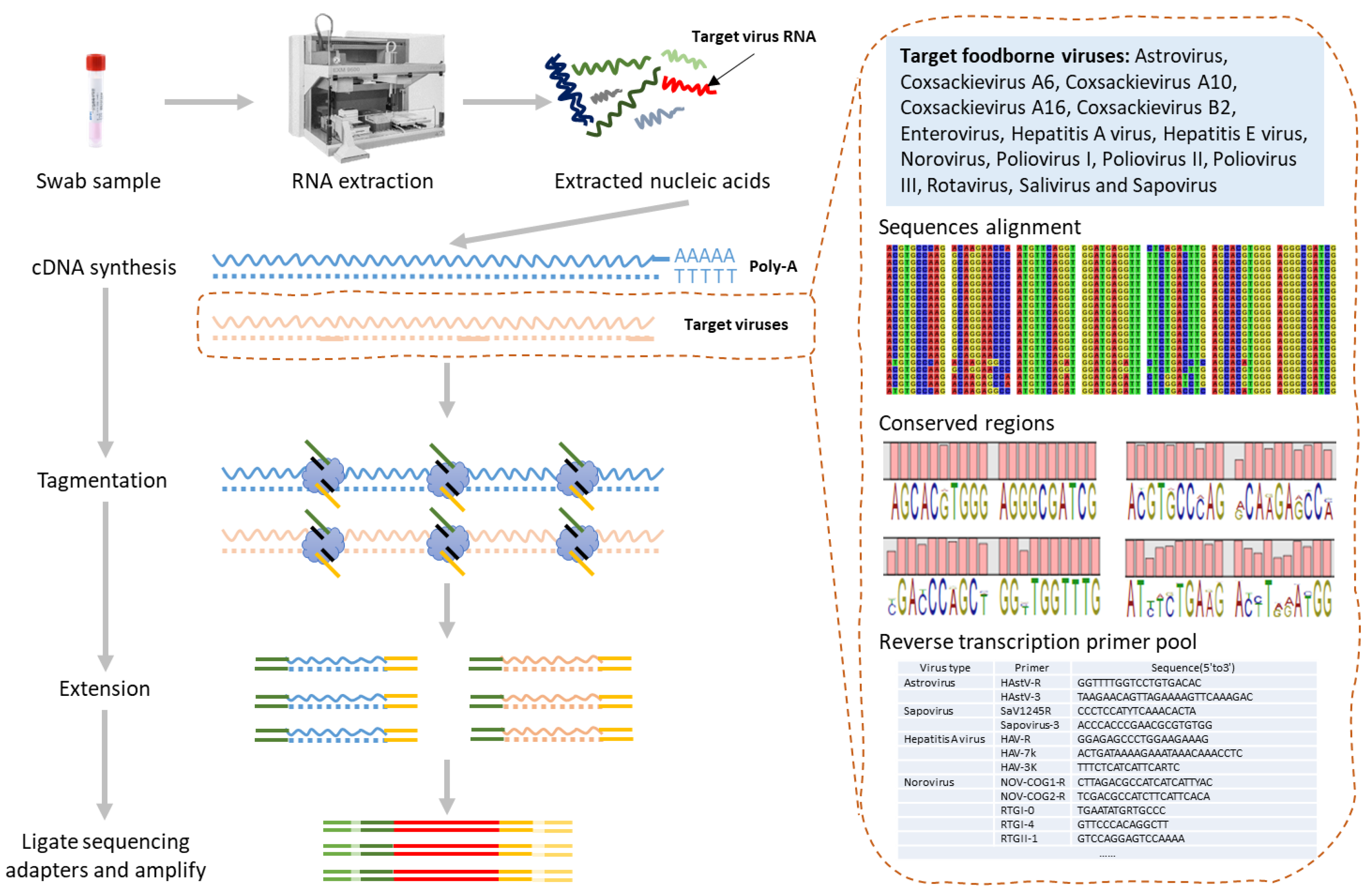 Viruses 16 01068 g001