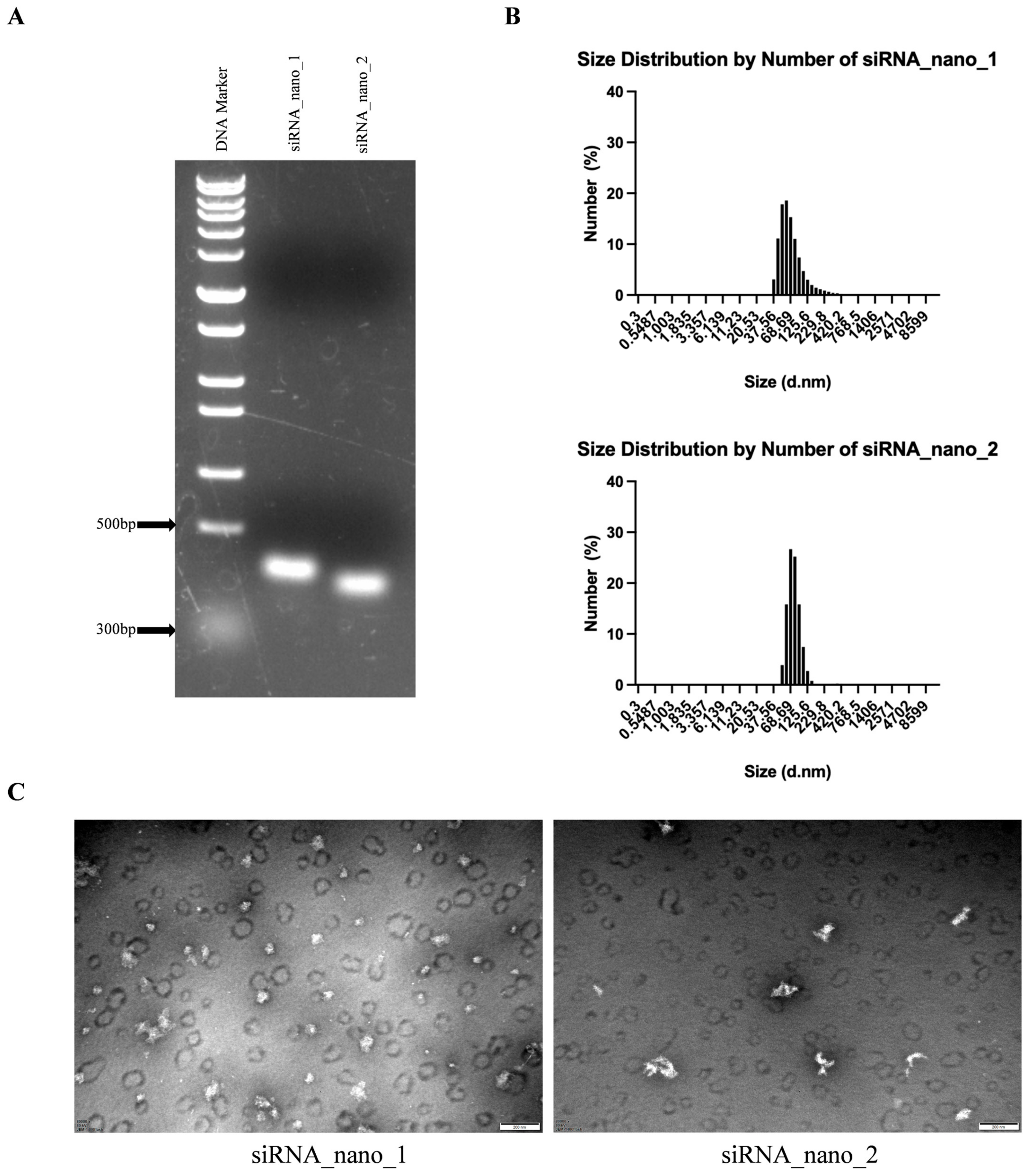 Viruses 16 01072 g003