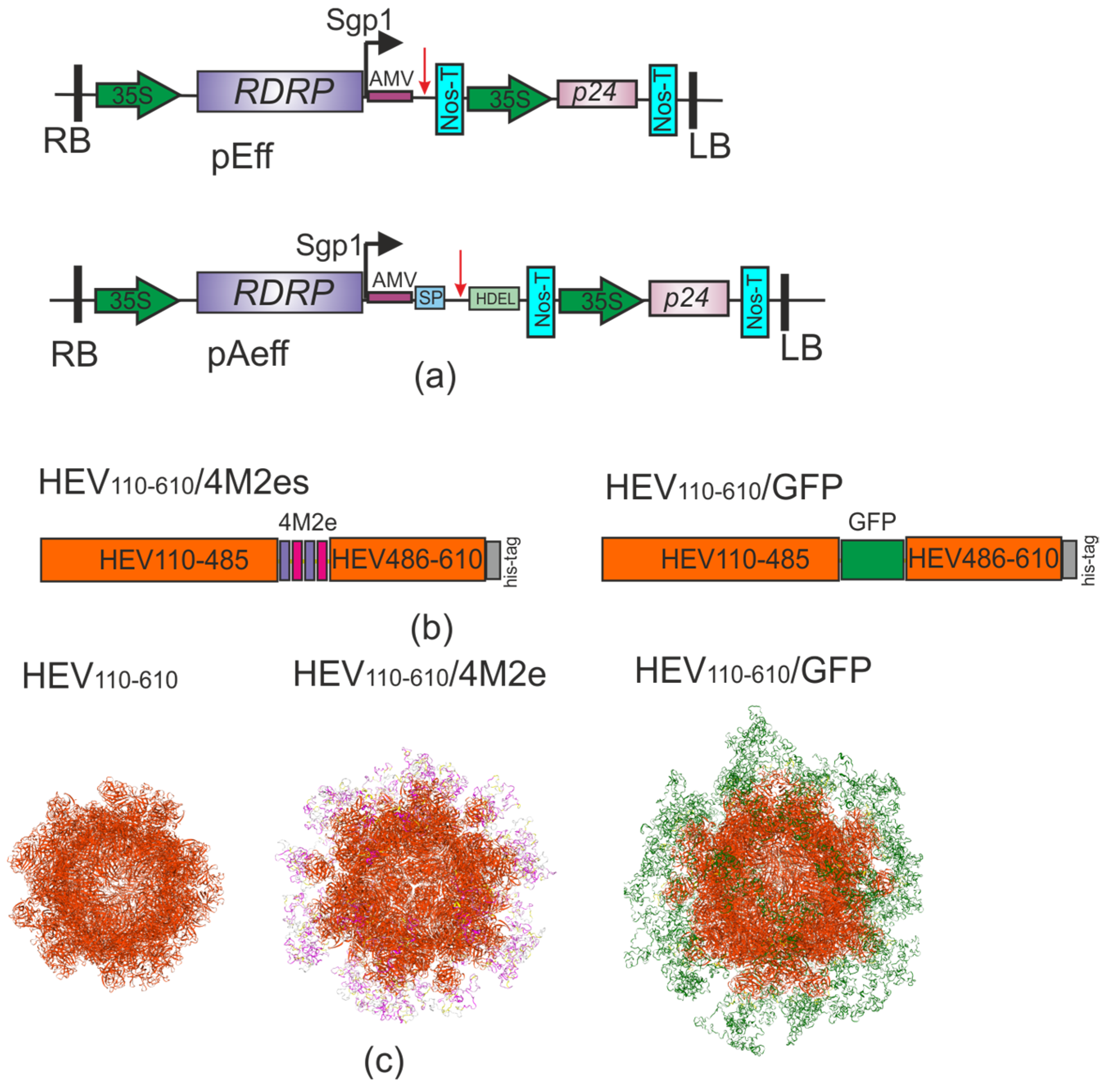 Viruses 16 01093 g001 Viruses 16 01093 g001