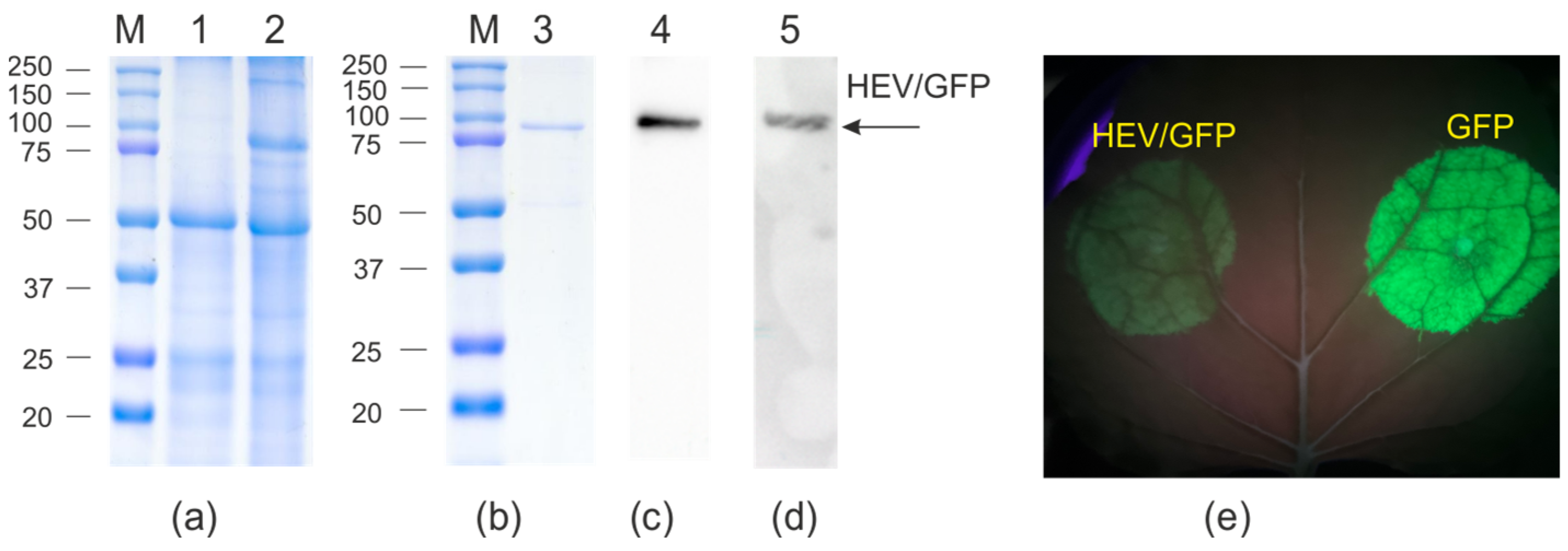Viruses 16 01093 g002 Viruses 16 01093 g002