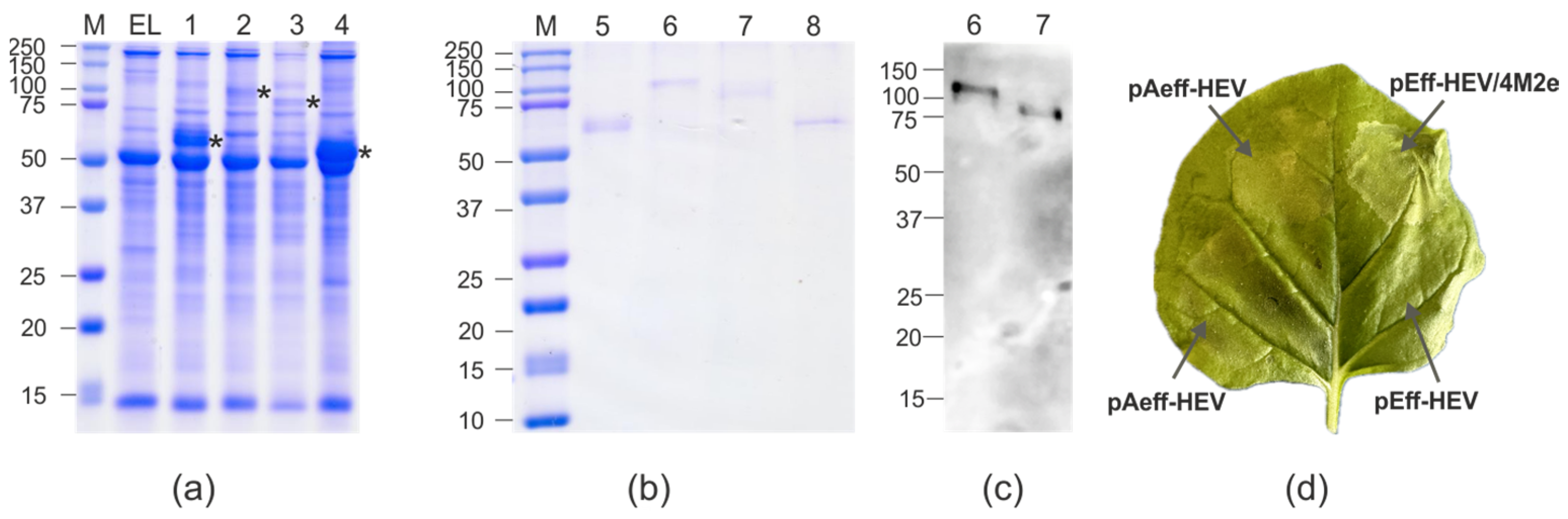 Viruses 16 01093 g003 Viruses 16 01093 g003