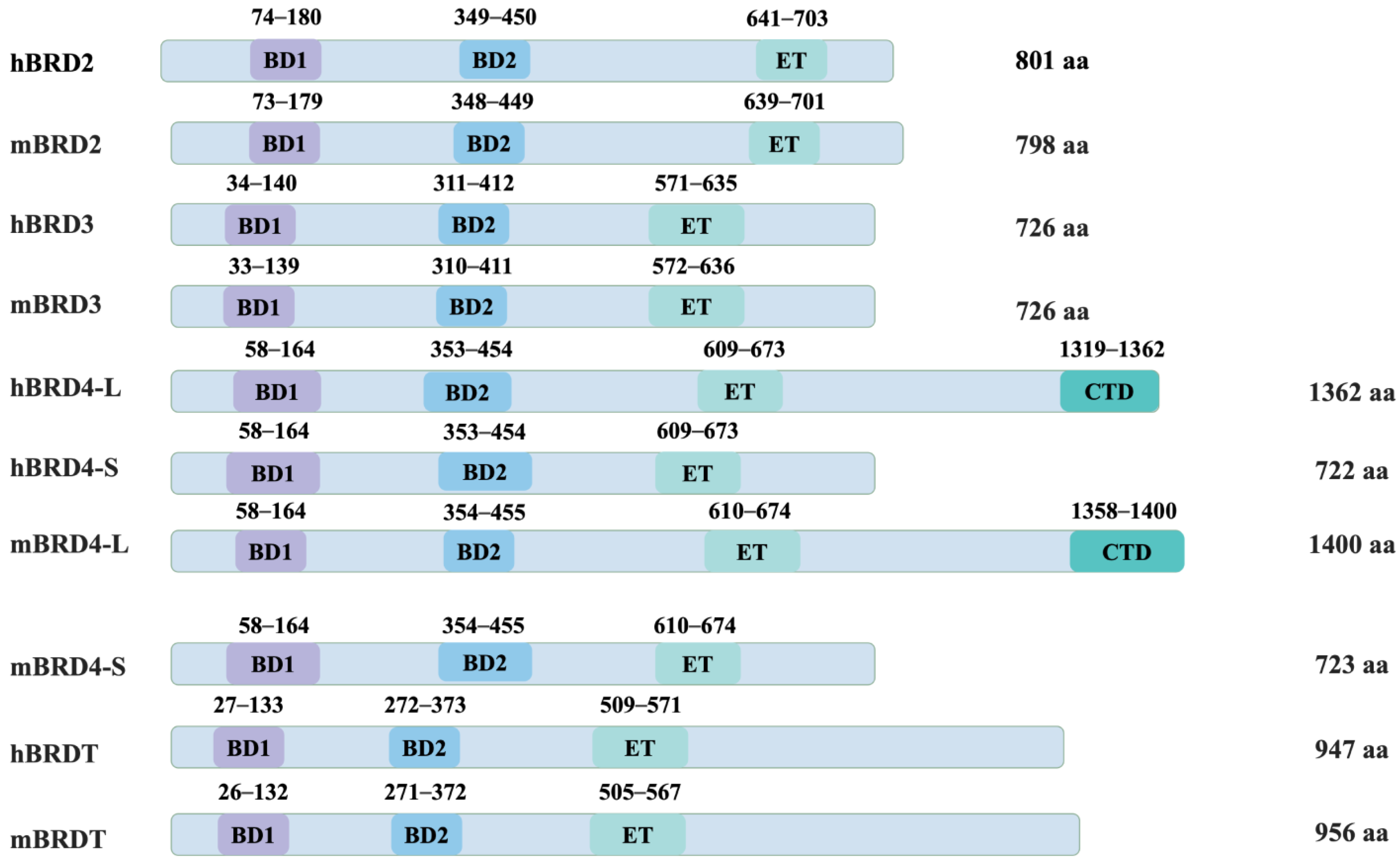 Viruses 16 01096 g001