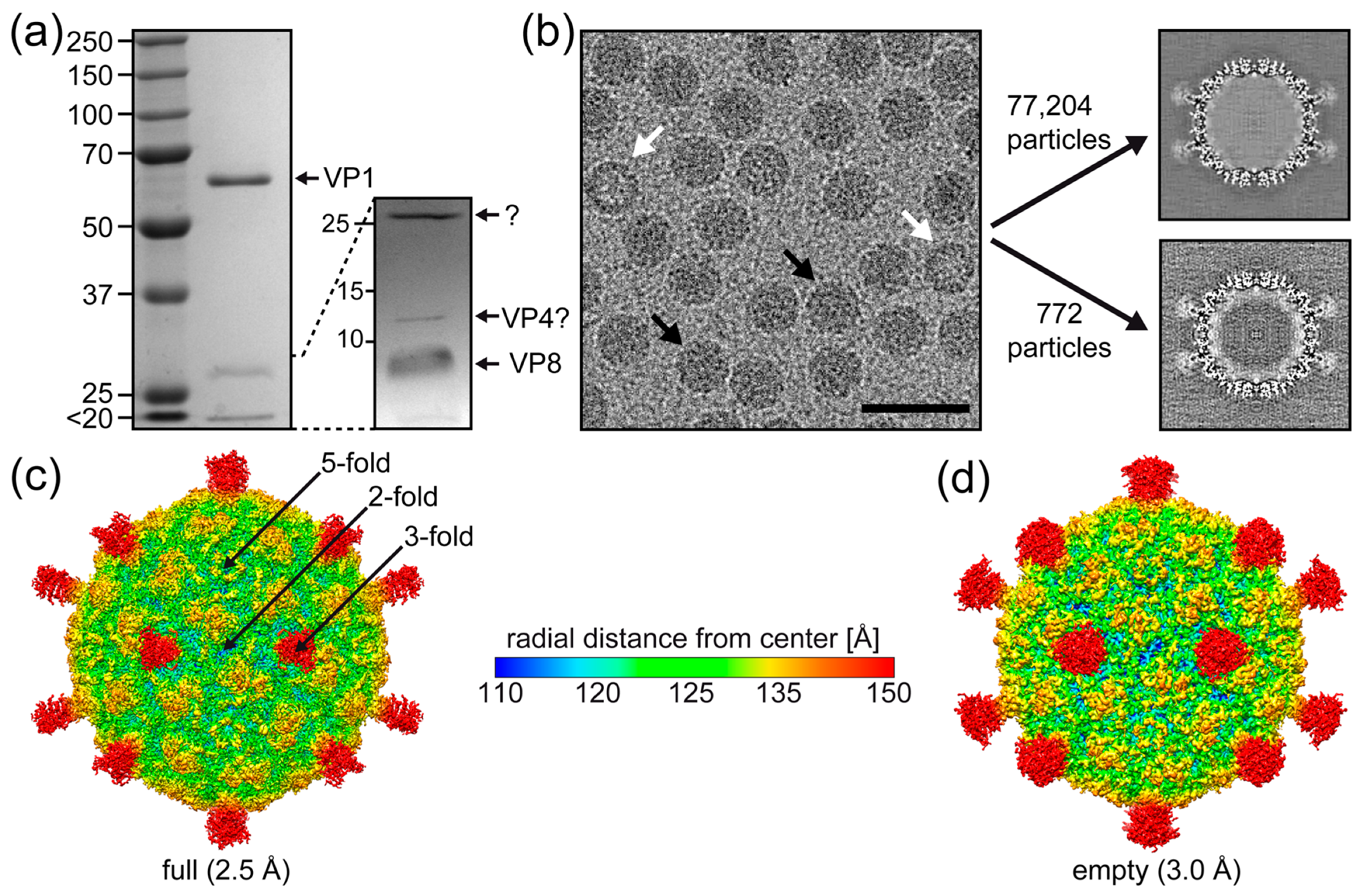 Viruses 16 01103 g002