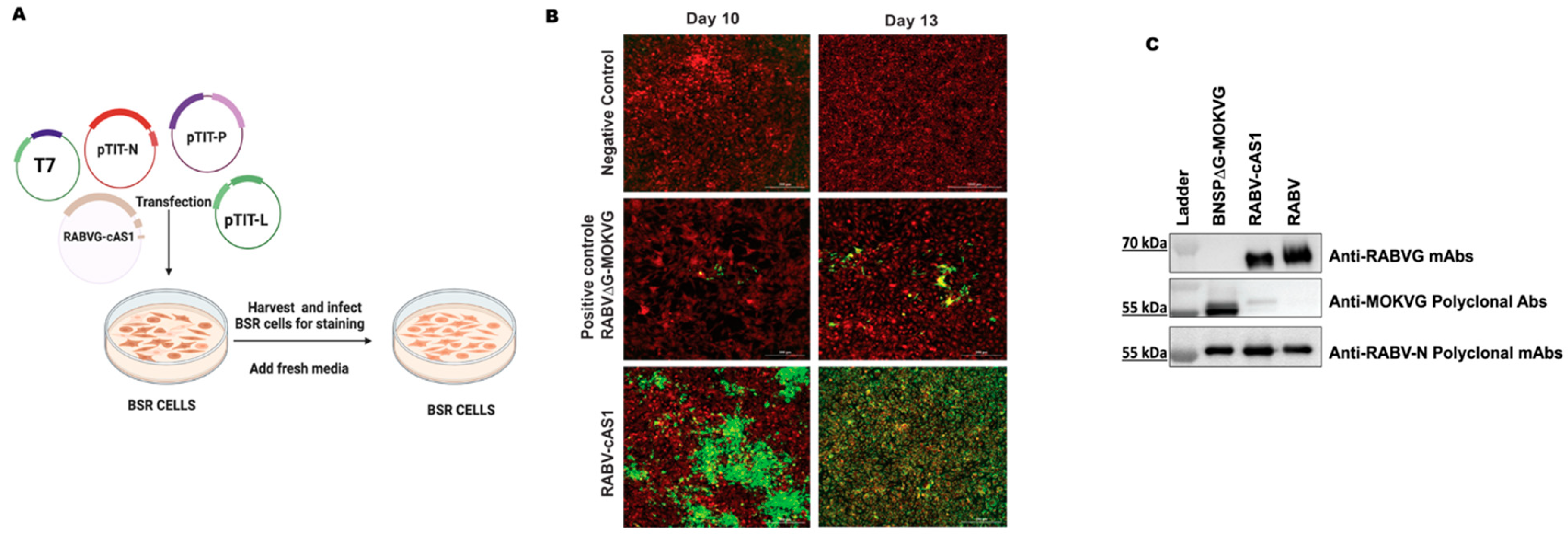 Viruses 16 01107 g003 Viruses 16 01107 g003