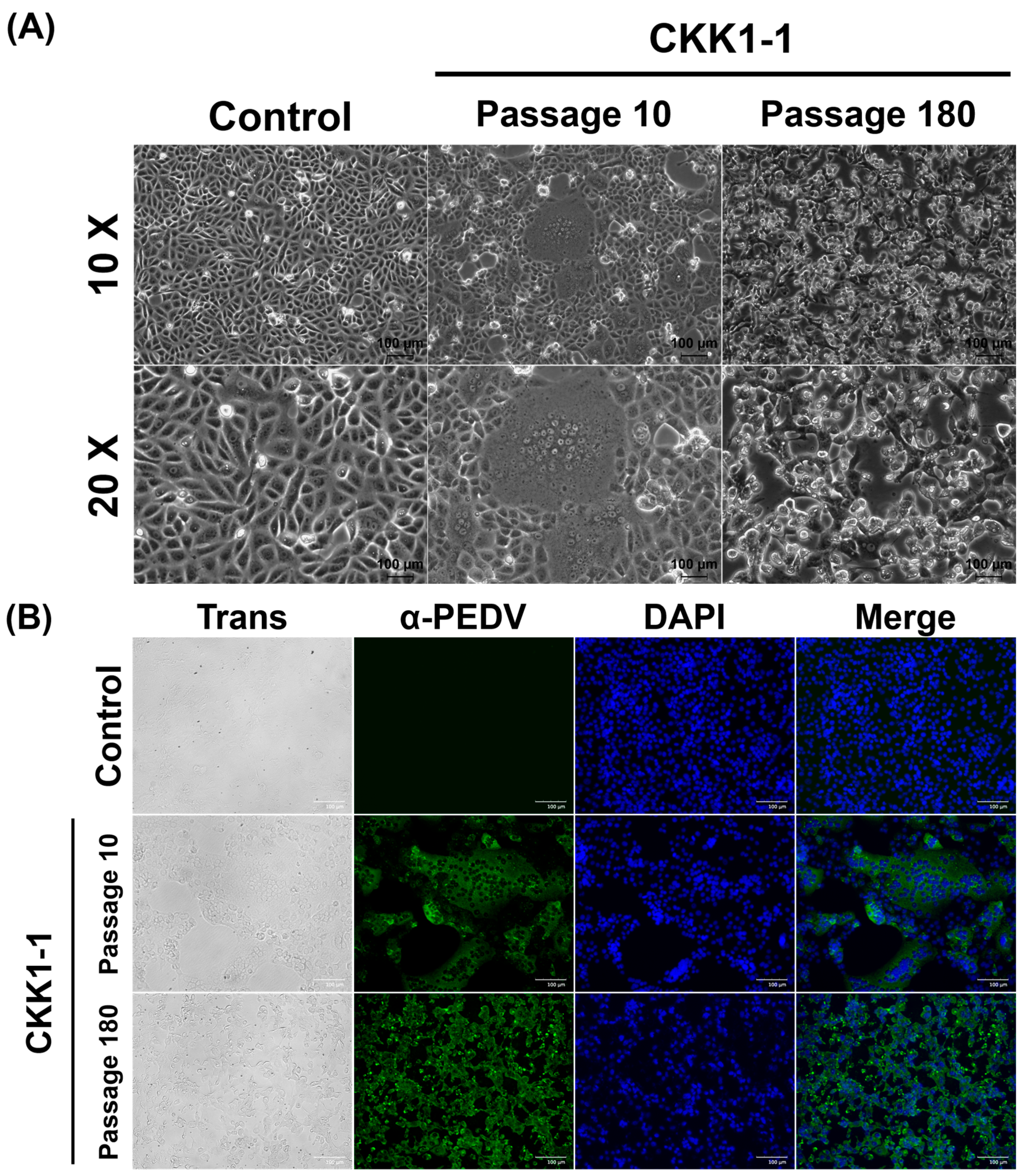 Viruses 16 01108 g002