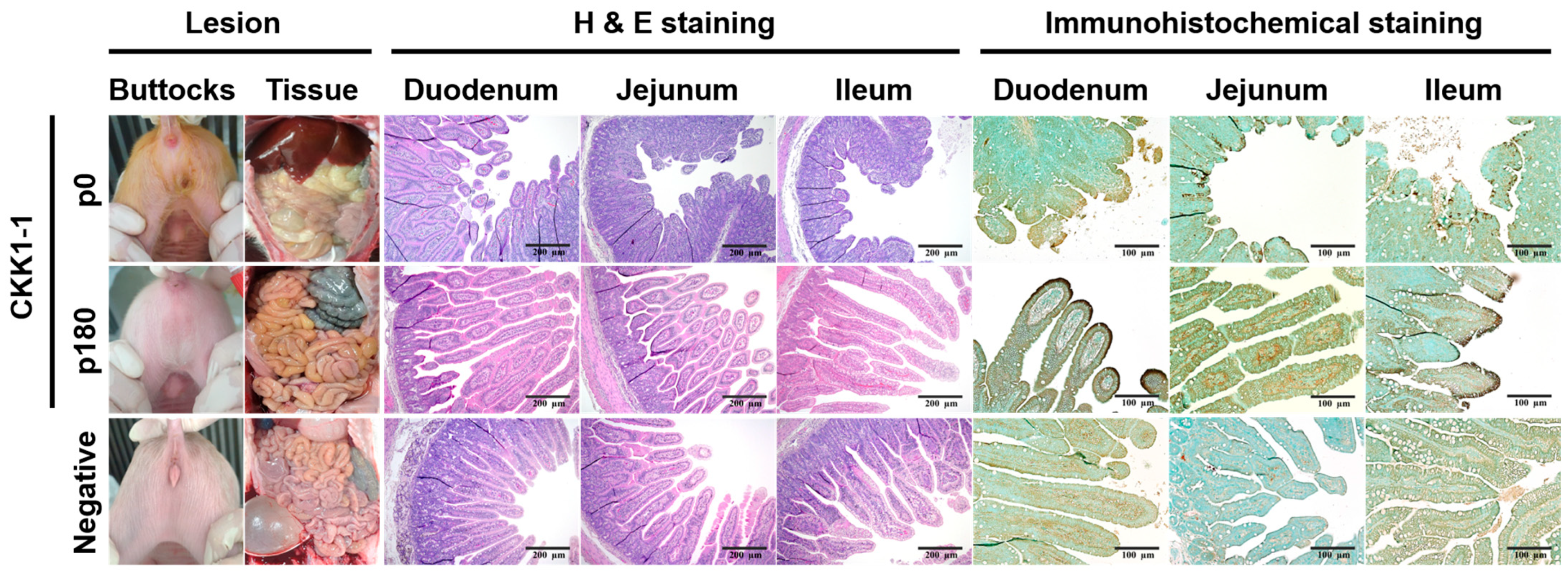 Viruses 16 01108 g005
