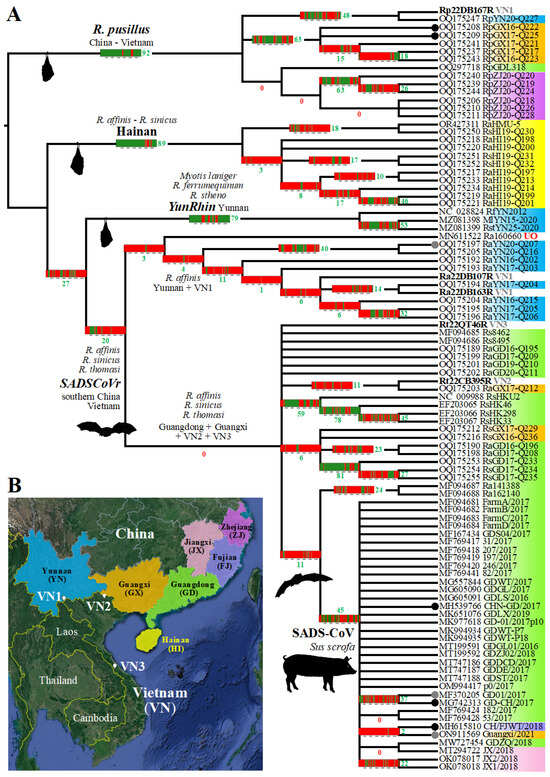 Bat Rhinacoviruses Related to Swine Acute Diarrhoea Syndrome