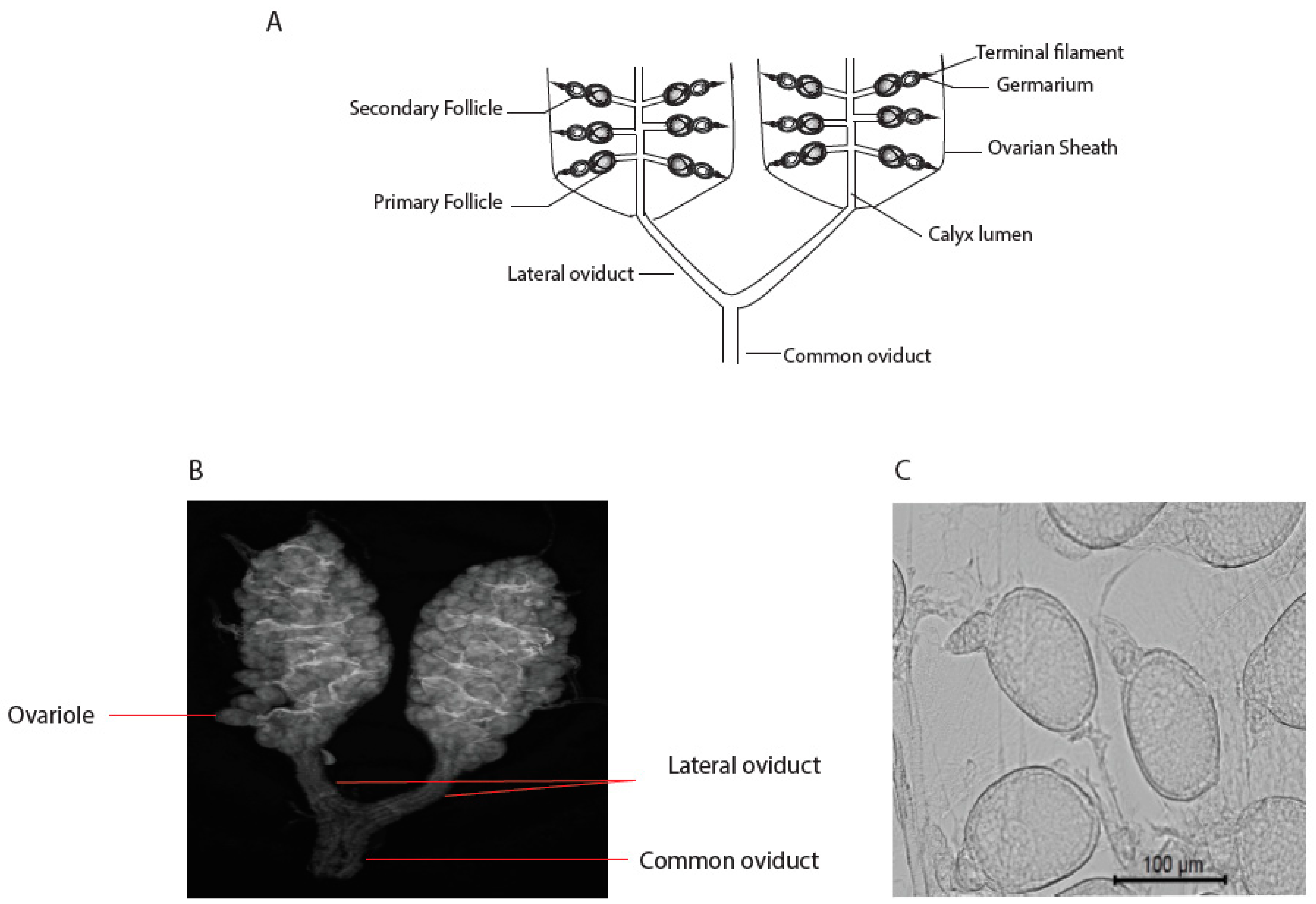 Viruses 16 01116 g001