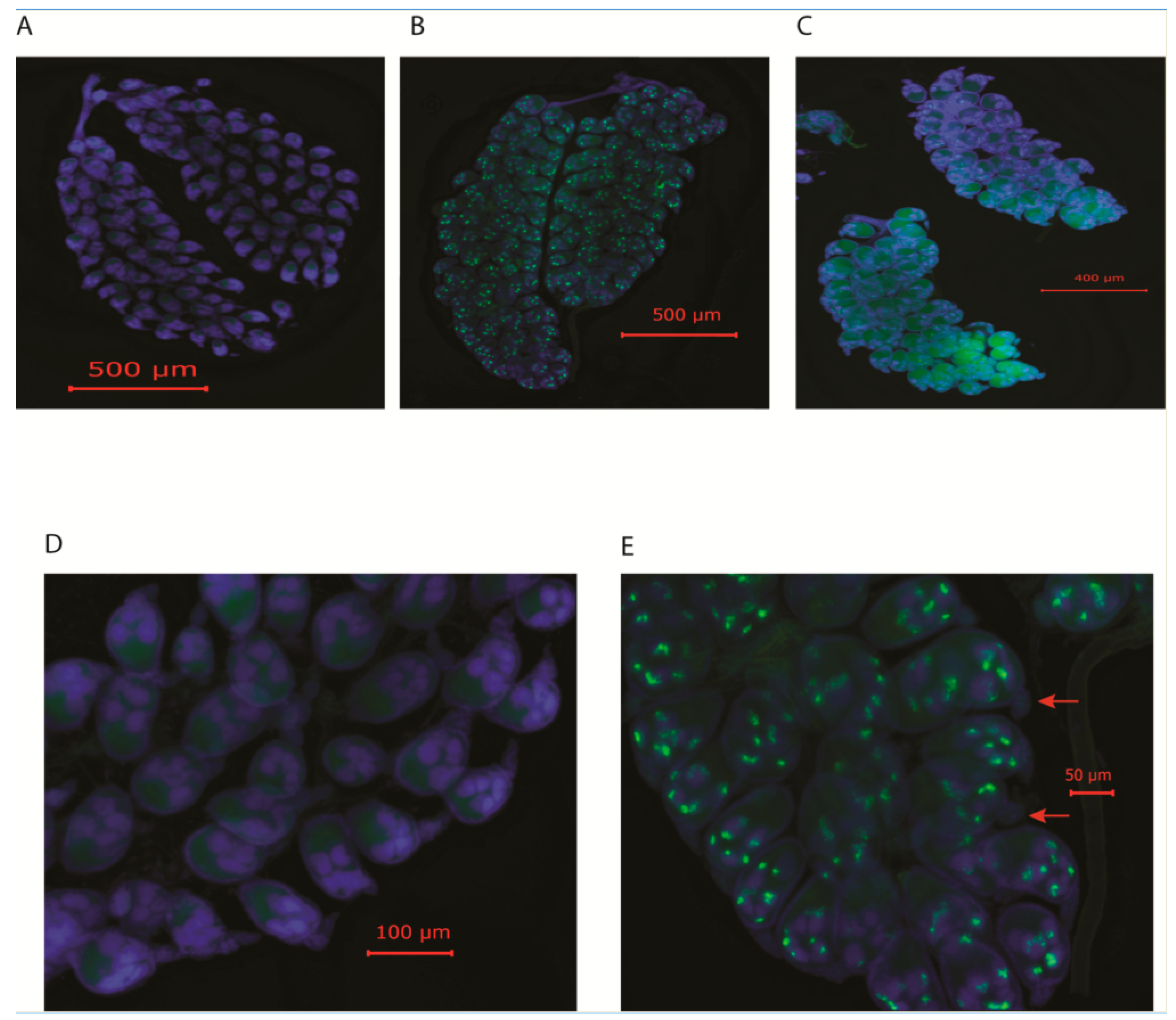 Viruses 16 01116 g003