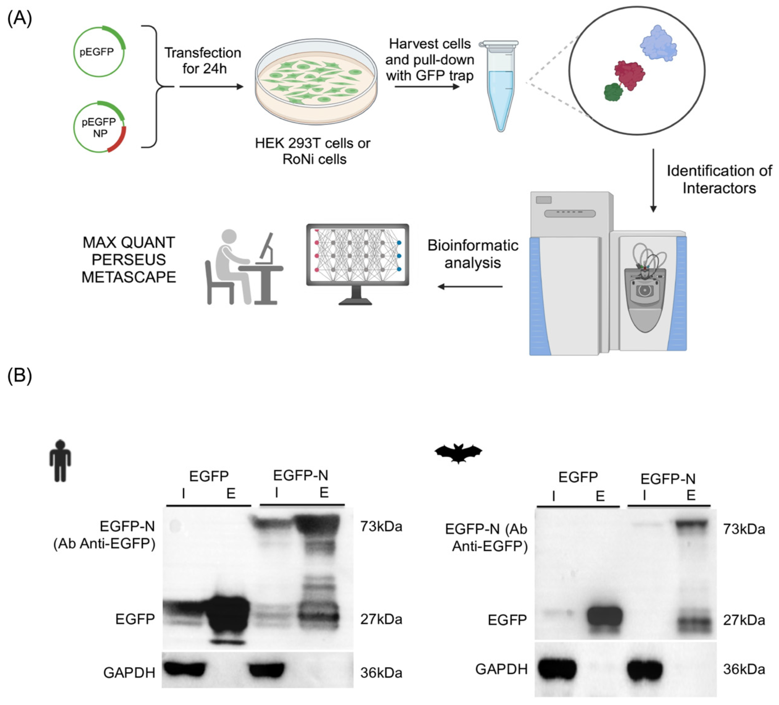 Viruses 16 01117 g001