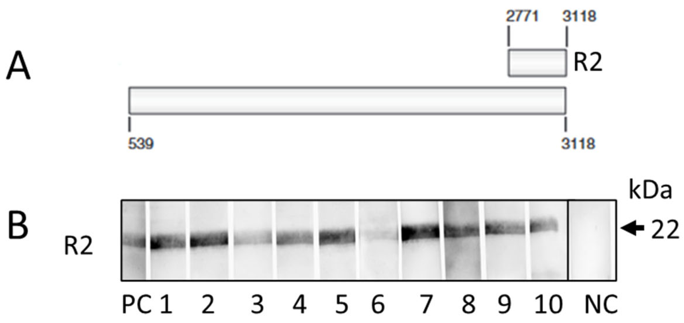 Viruses 16 01119 g001