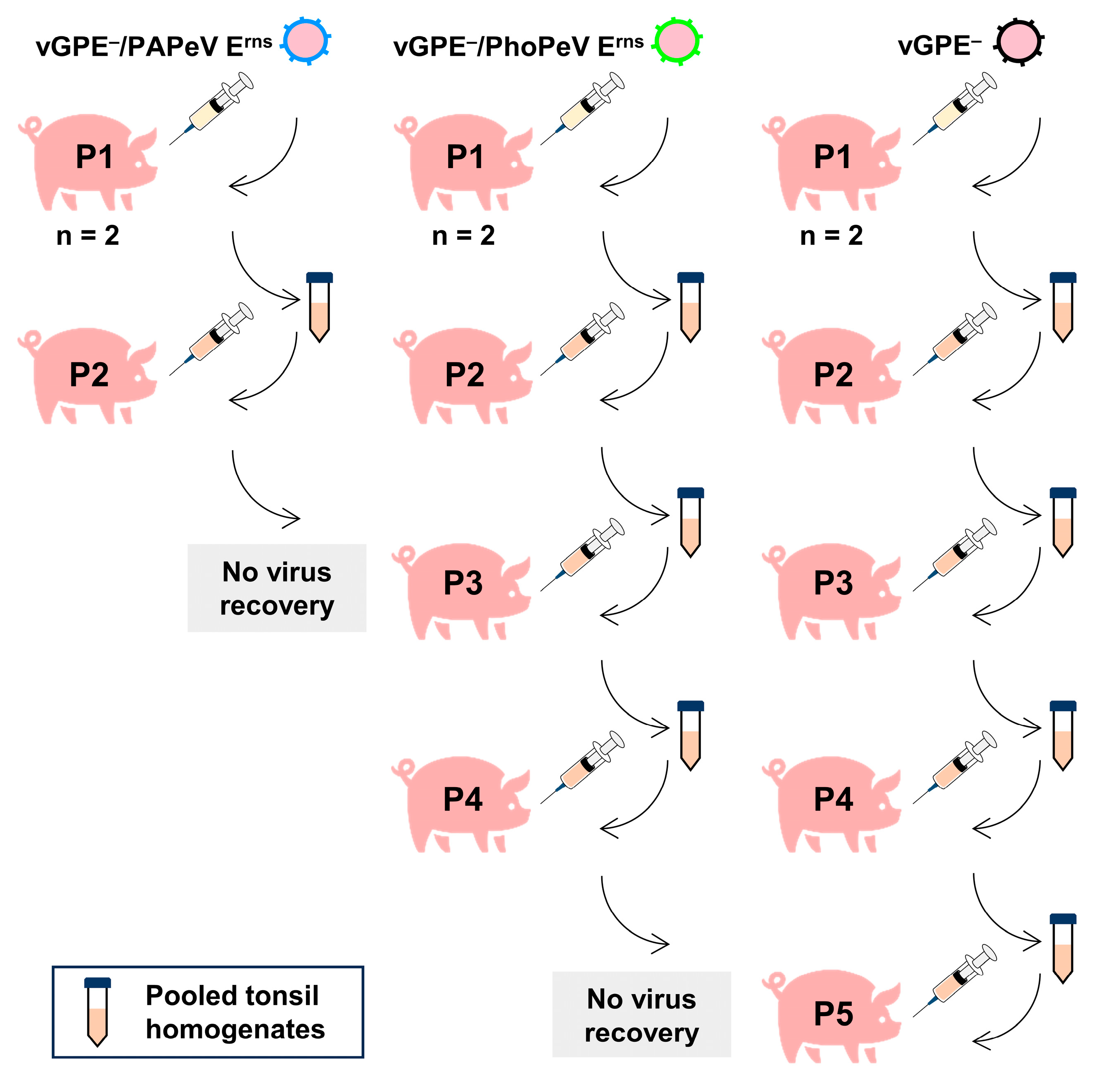 Viruses 16 01120 g001