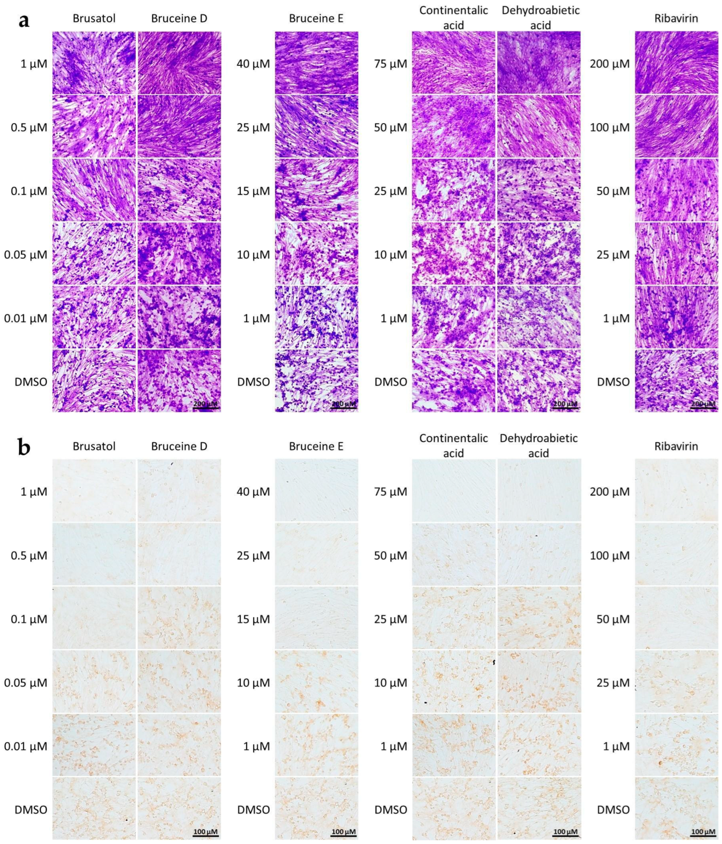 Viruses 16 01128 g001 Viruses 16 01128 g001